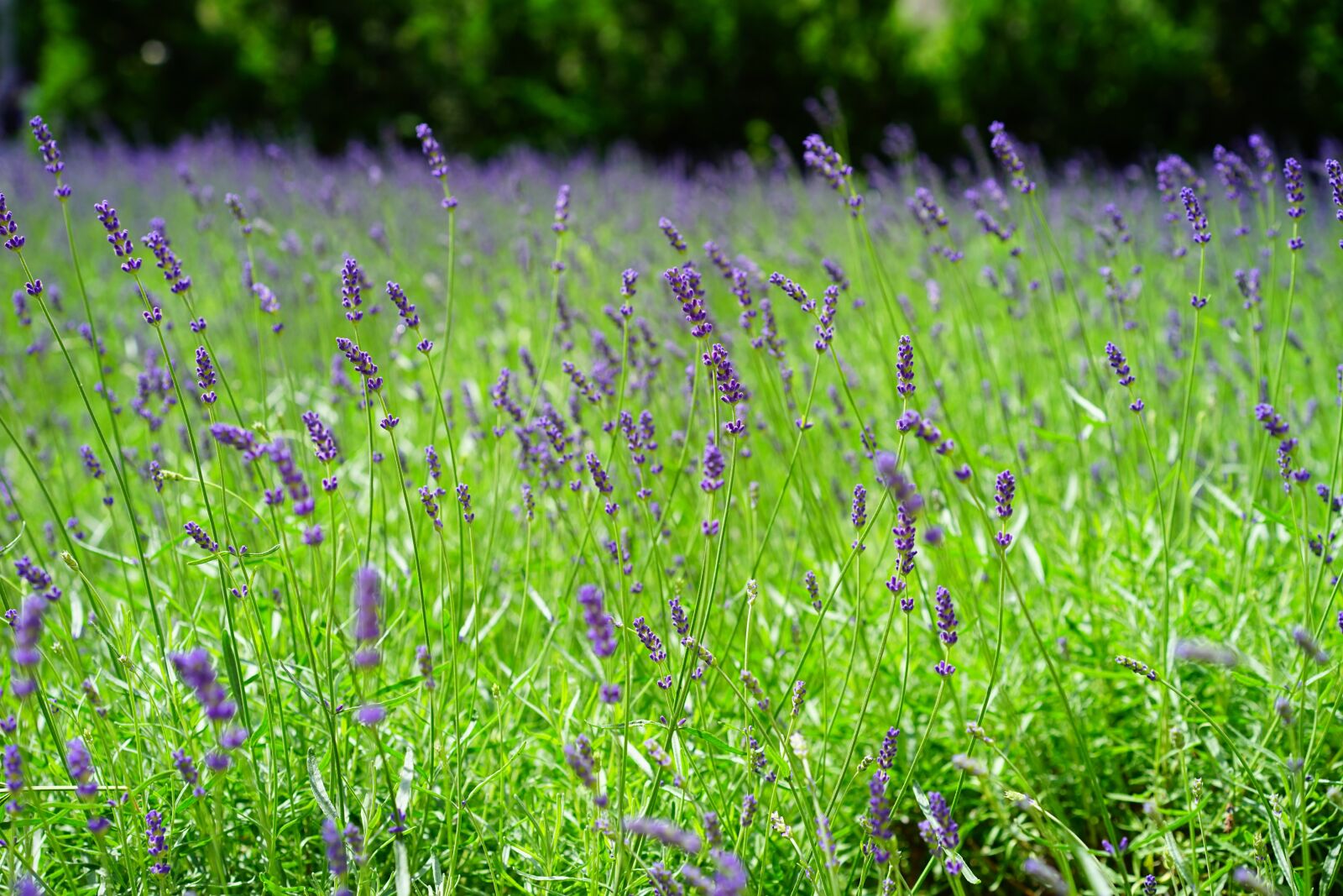 Sony a7 sample photo. Lavender, lavender field, flowers photography