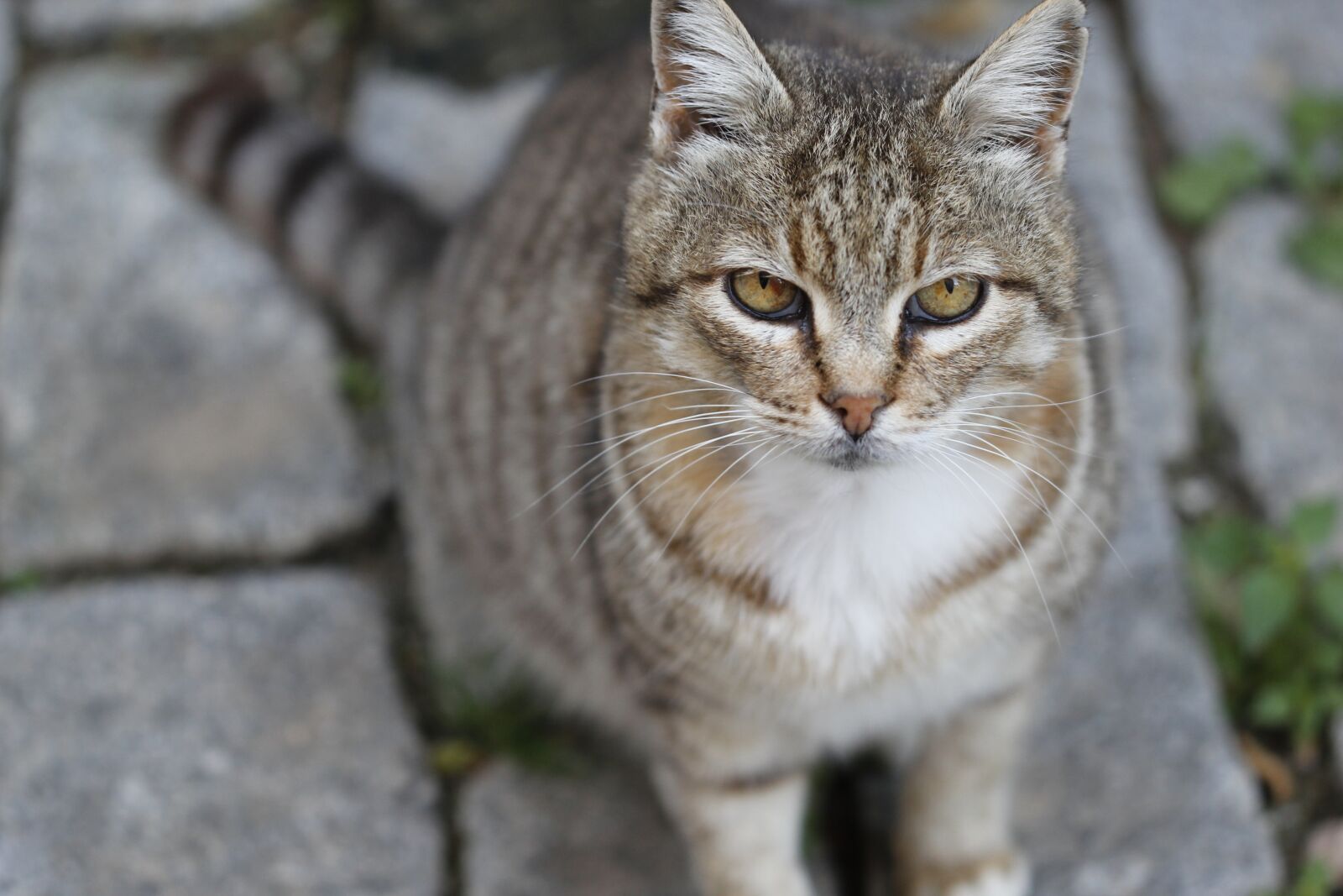 Canon EOS 550D (EOS Rebel T2i / EOS Kiss X4) sample photo. Cat, animal, animal portrait photography