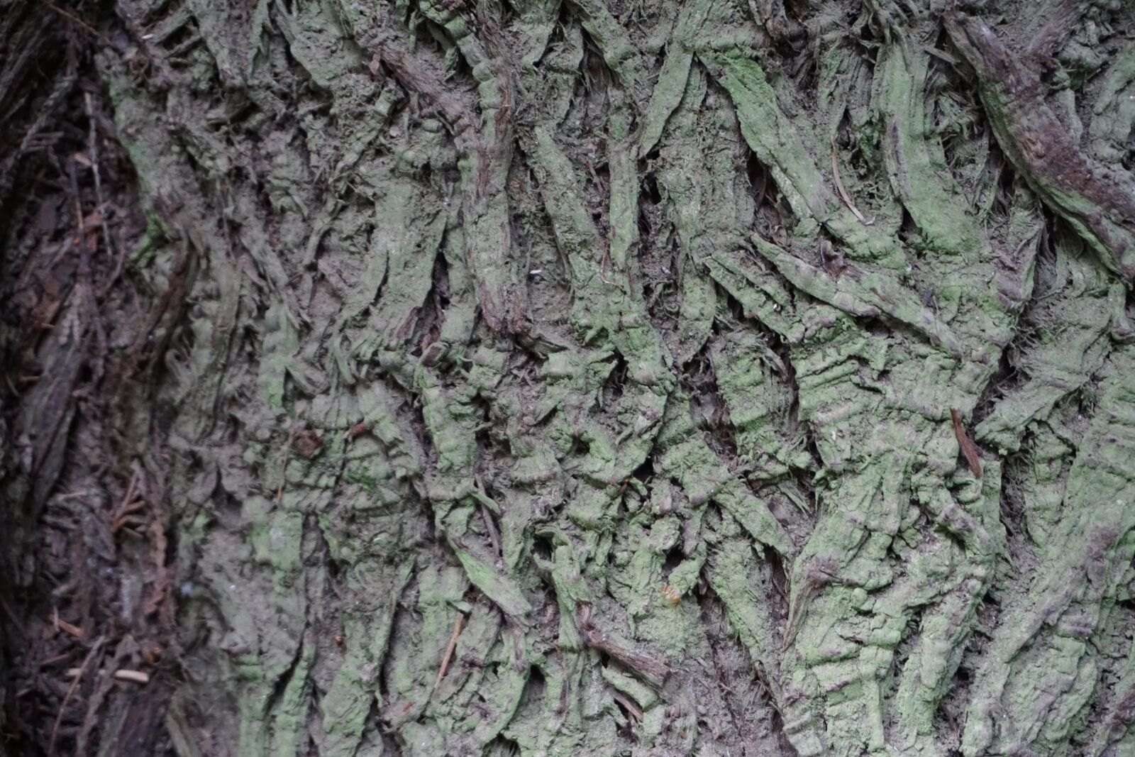 Sony a6000 sample photo. Tree bark, texture, cathedral photography