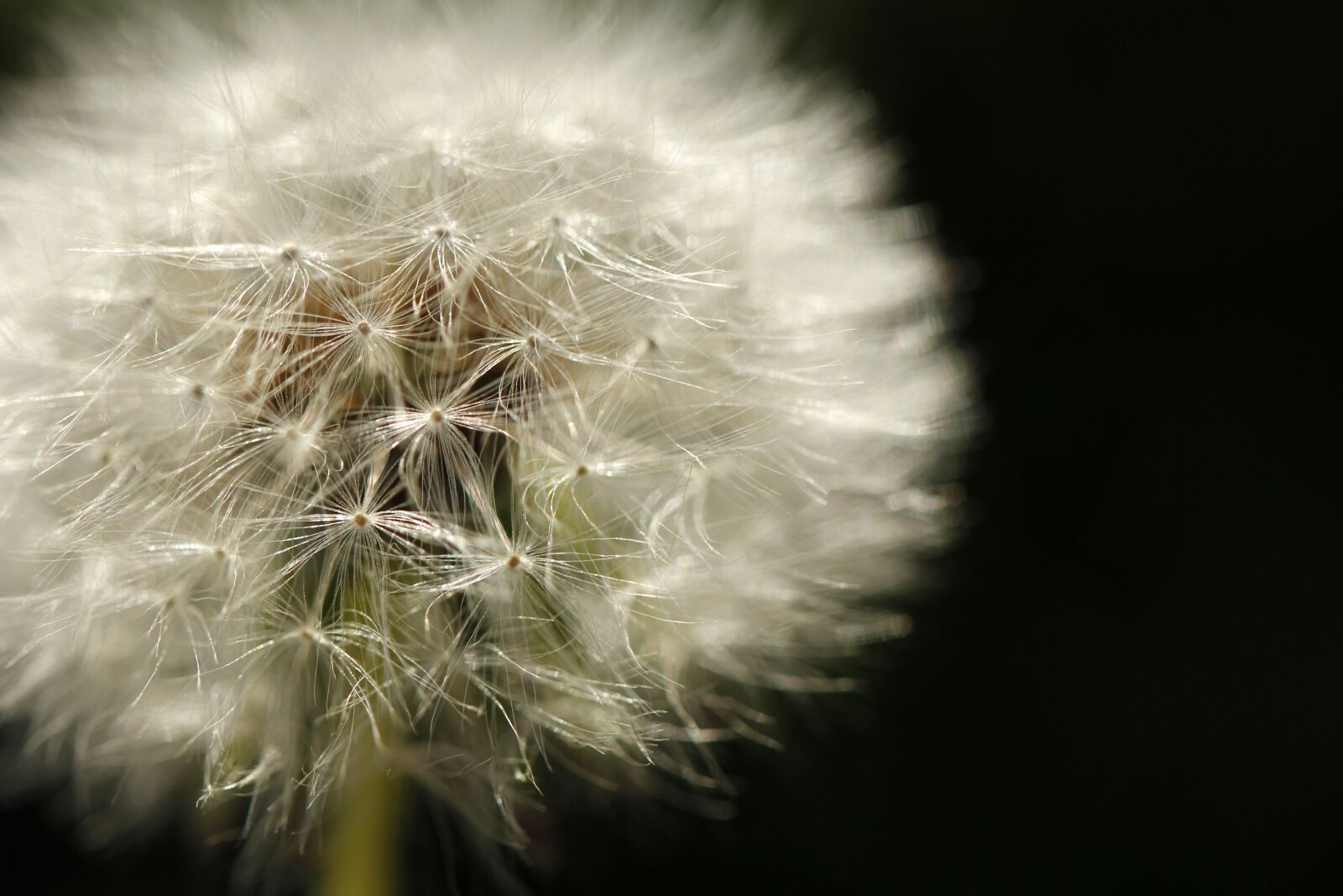 Canon EF 100mm F2.8L Macro IS USM sample photo. Dandelion, white, summer photography