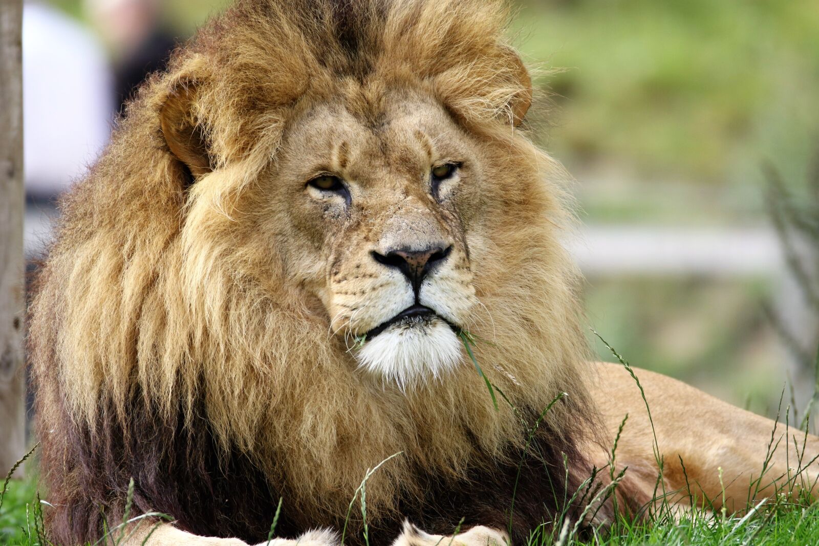 Canon EOS 7D Mark II sample photo. Lion, big cat, big photography