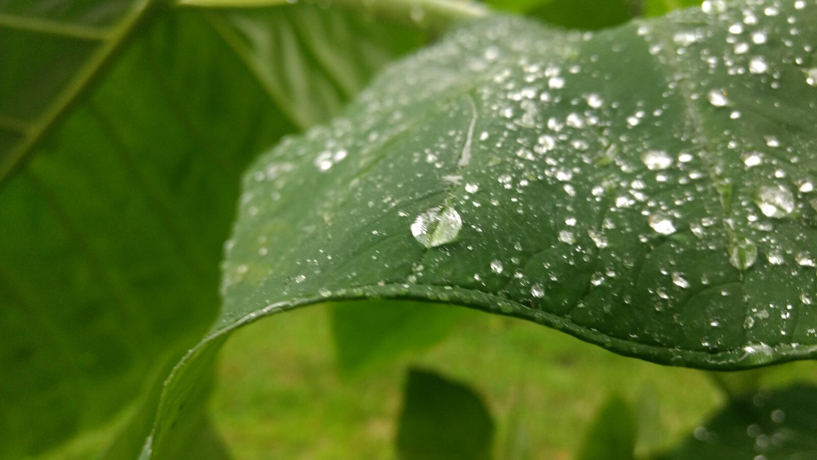 Motorola Moto G (4) sample photo. Leaf, rain photography