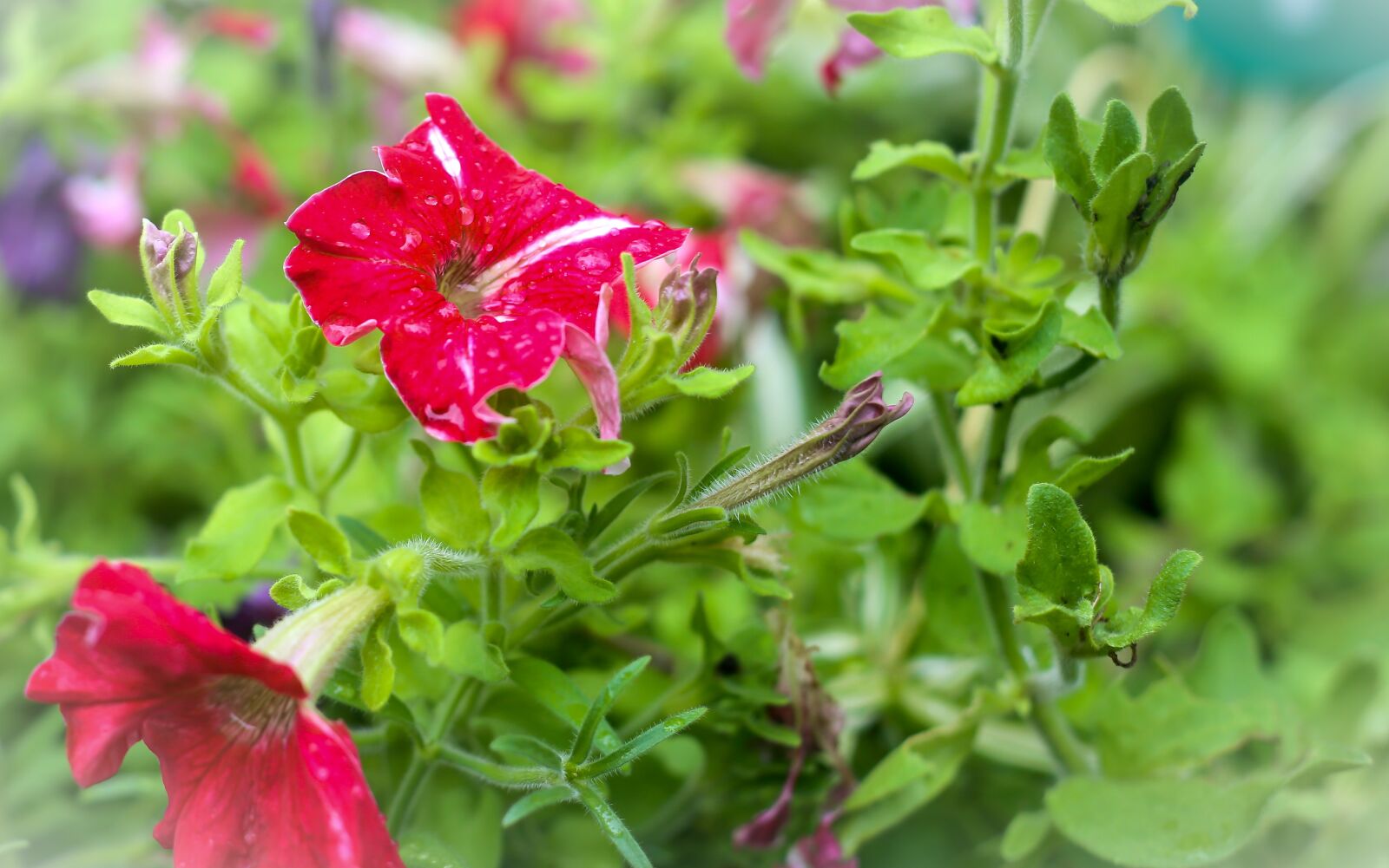 Canon EOS 6D sample photo. Flowers, red, nature photography
