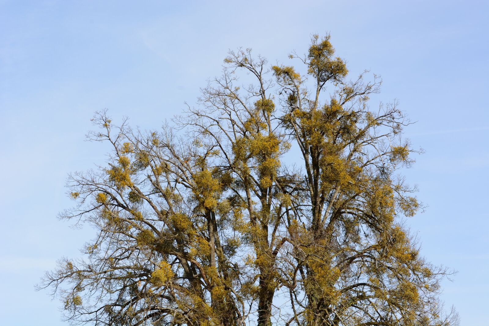 Nikon D7100 sample photo. Mistletoe, viscum, sandalwood crop photography