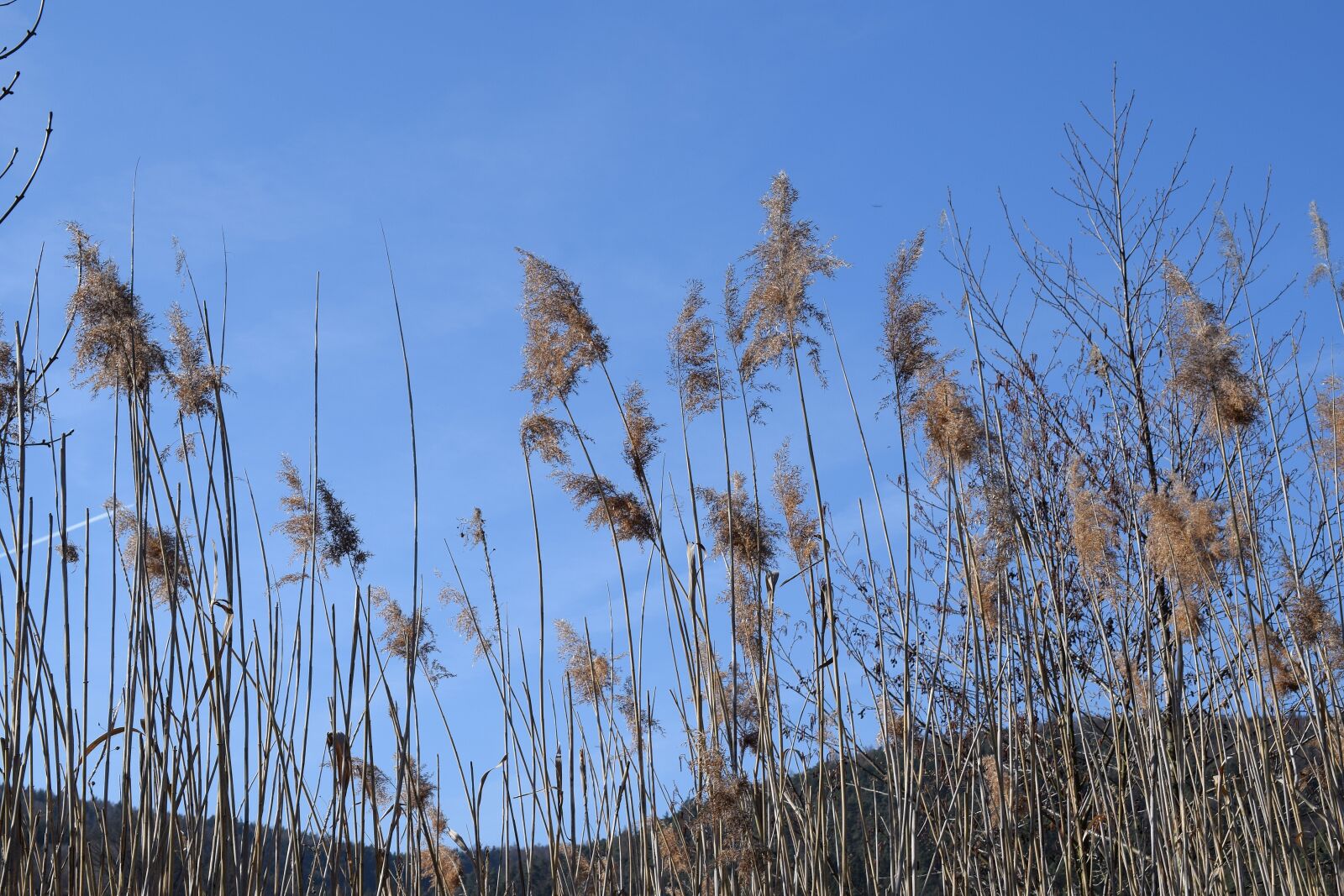 Nikon D5300 sample photo. Stake tube, giant reed photography