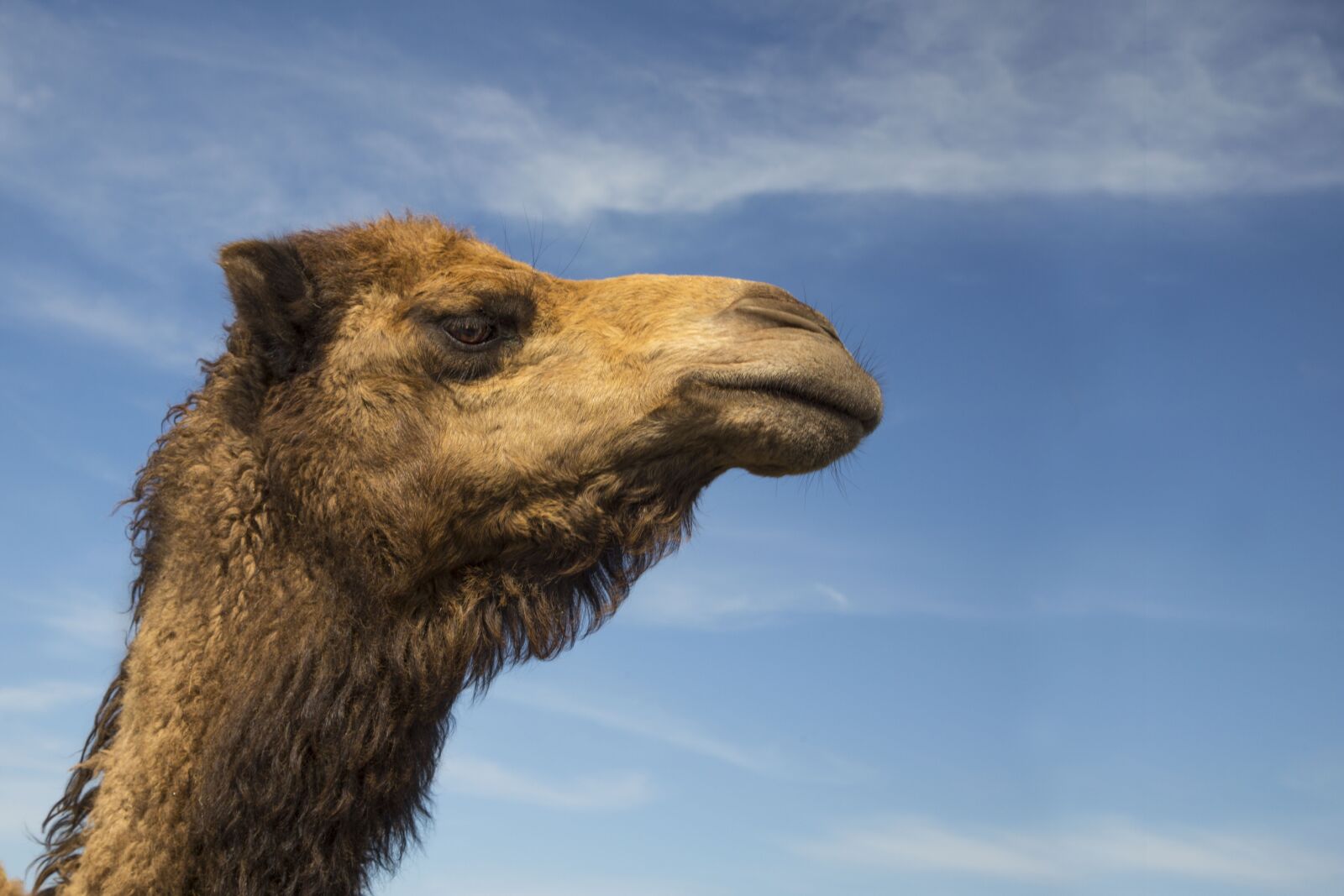Canon EOS 6D + Canon EF 24-105mm F4L IS USM sample photo. Camel, camel head, animal photography