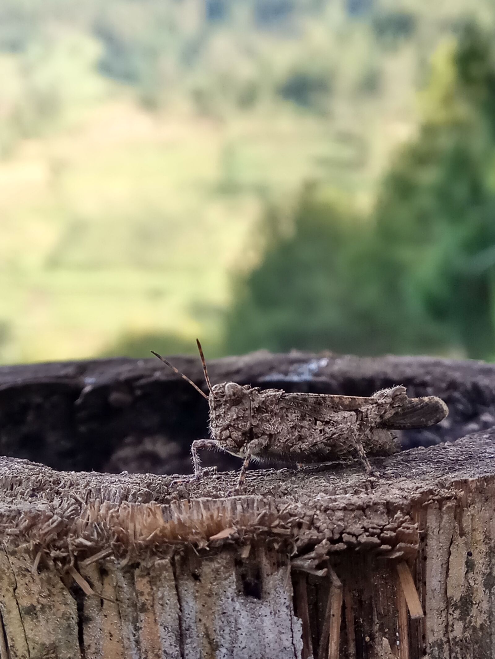 Xiaomi Redmi Note 4 sample photo