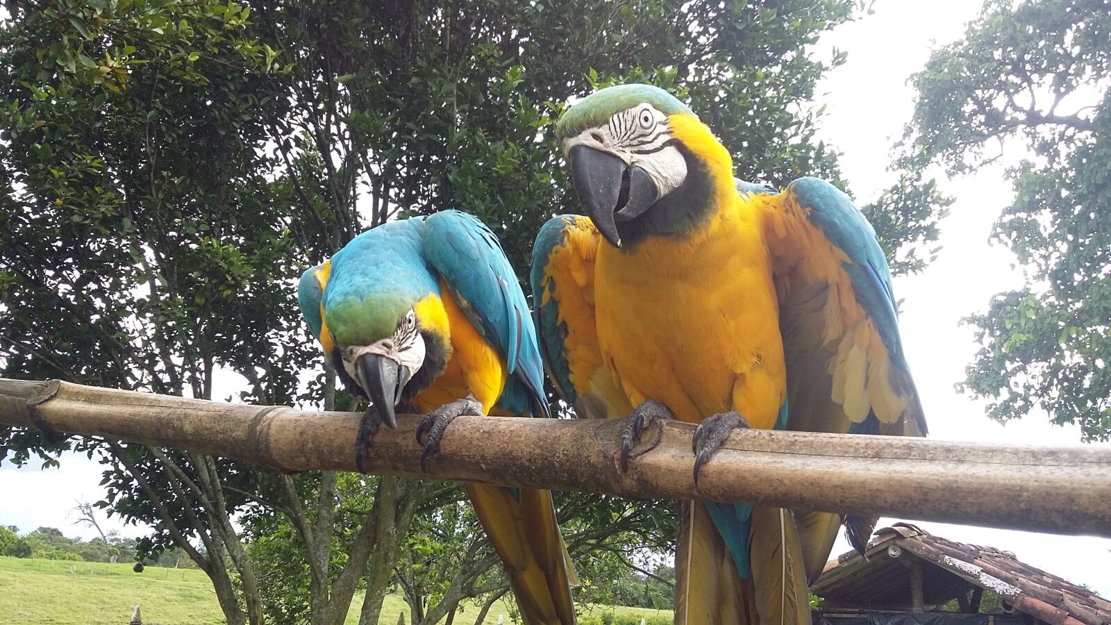 Samsung Galaxy Grand Prime sample photo. Animals, birds, macaws photography