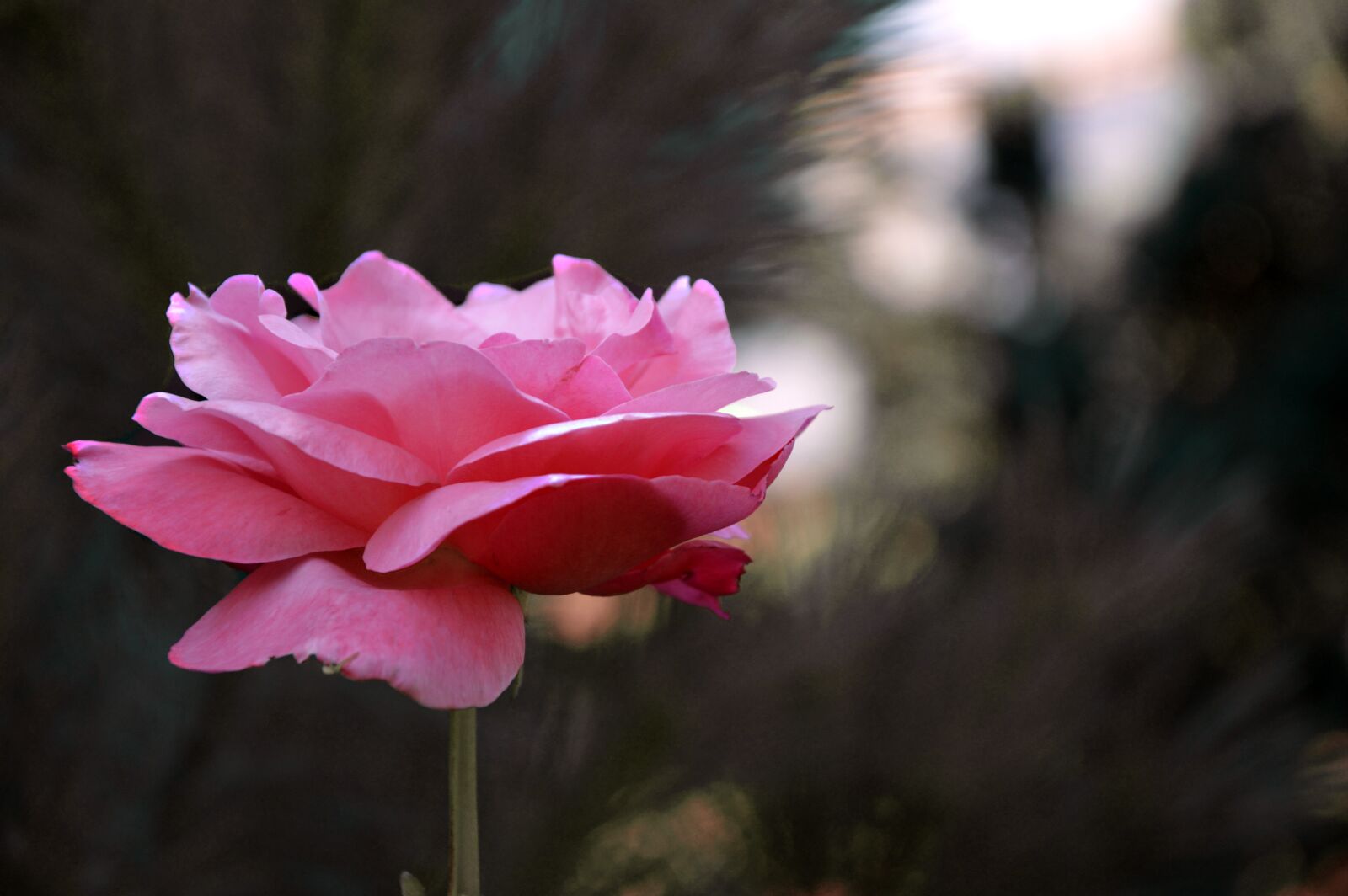 Nikon D3200 sample photo. Rose, blossom, bloom photography