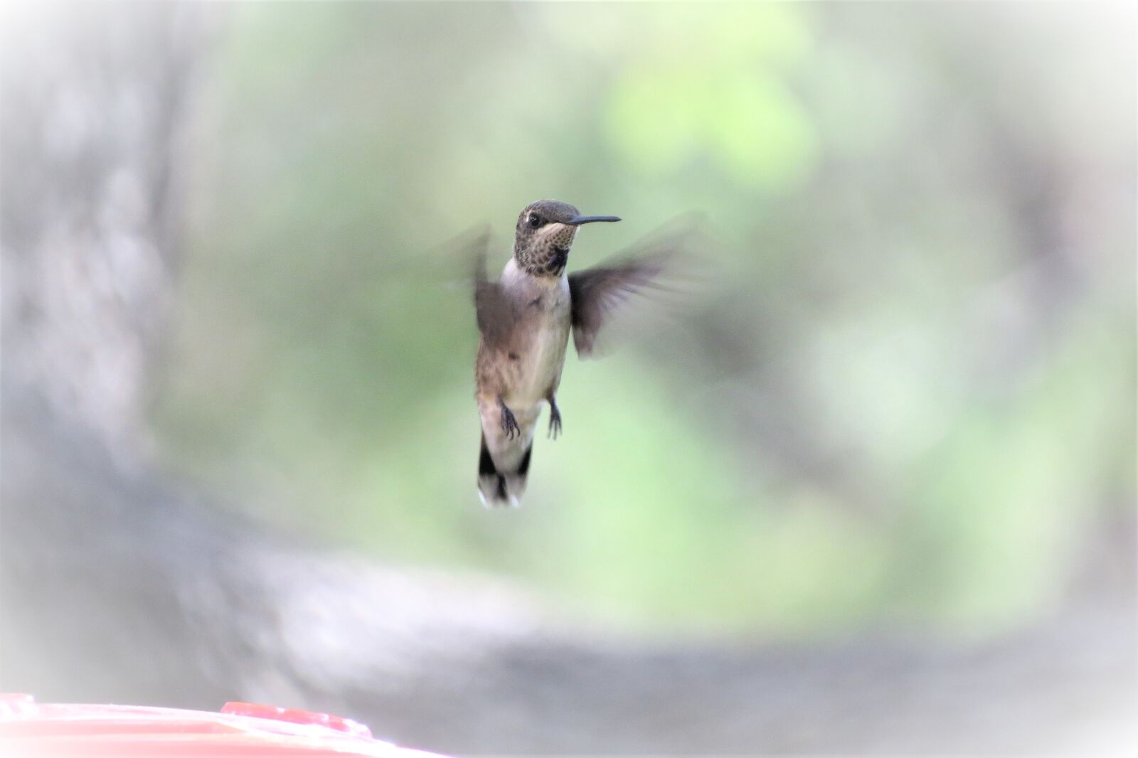 Canon PowerShot SX50 HS sample photo. Bird, in flight, humming photography