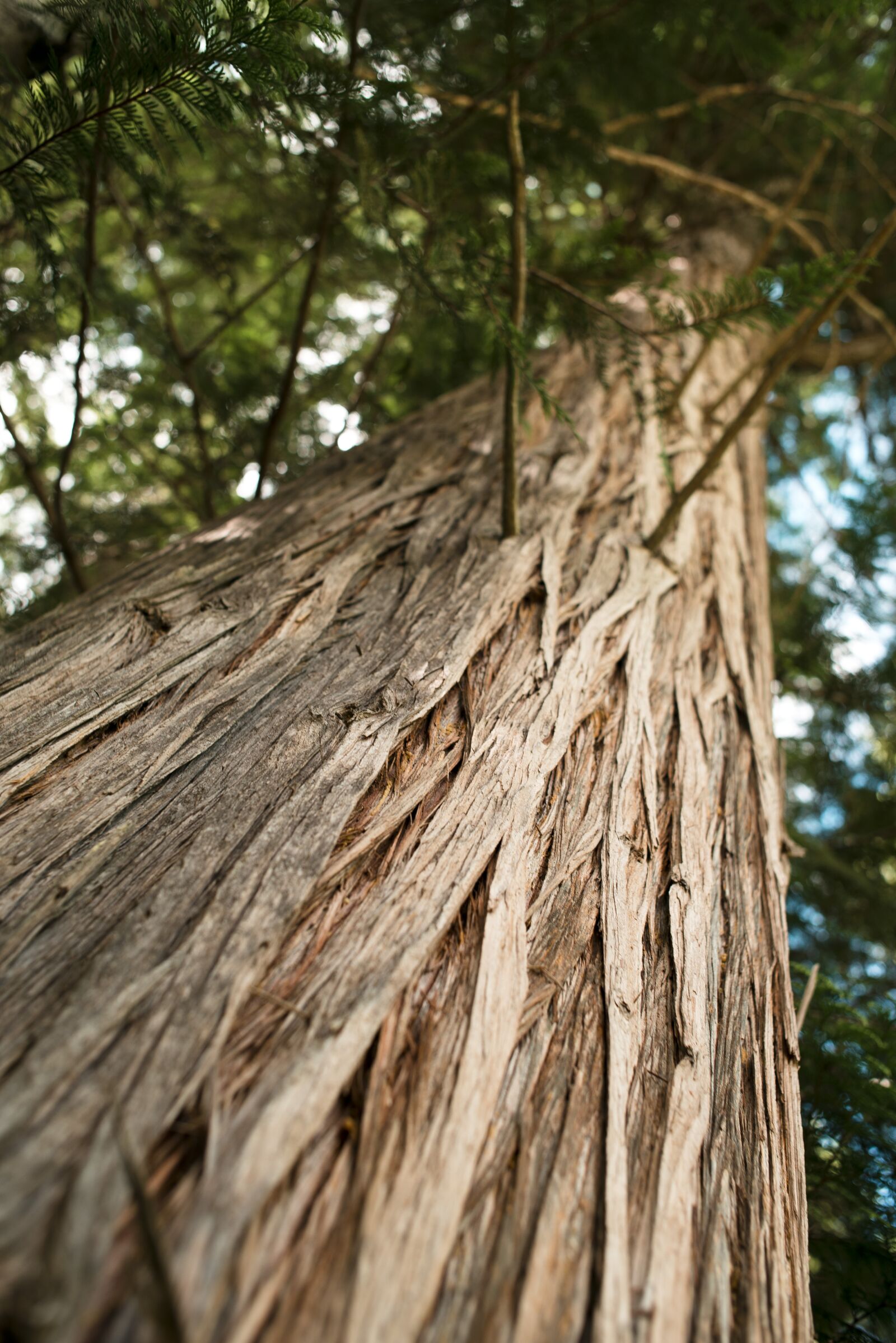 Nikon D610 sample photo. Tree, texture, nature photography