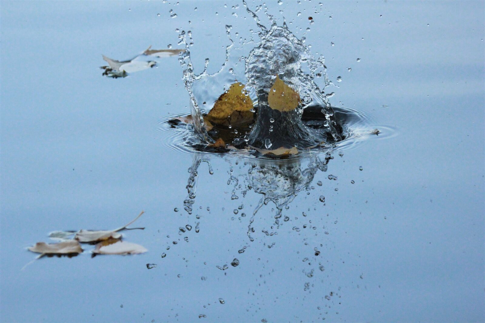 Canon EOS 550D (EOS Rebel T2i / EOS Kiss X4) sample photo. Water, drop of water photography