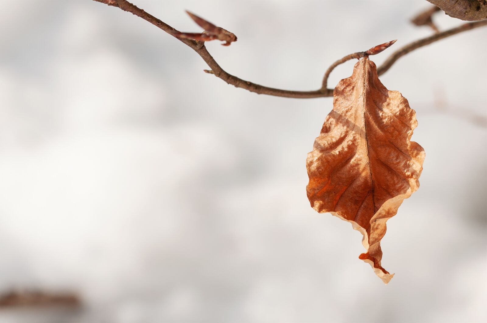 Nikon D90 sample photo. Leaf, leaves, brown photography