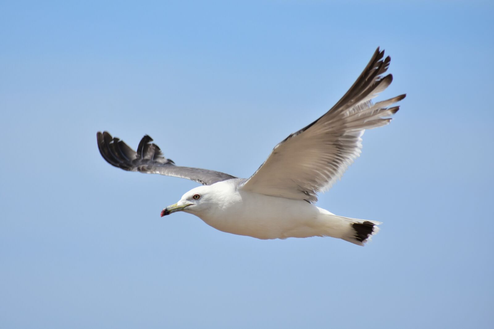 Nikon D7200 sample photo. Animal, sky, sea photography