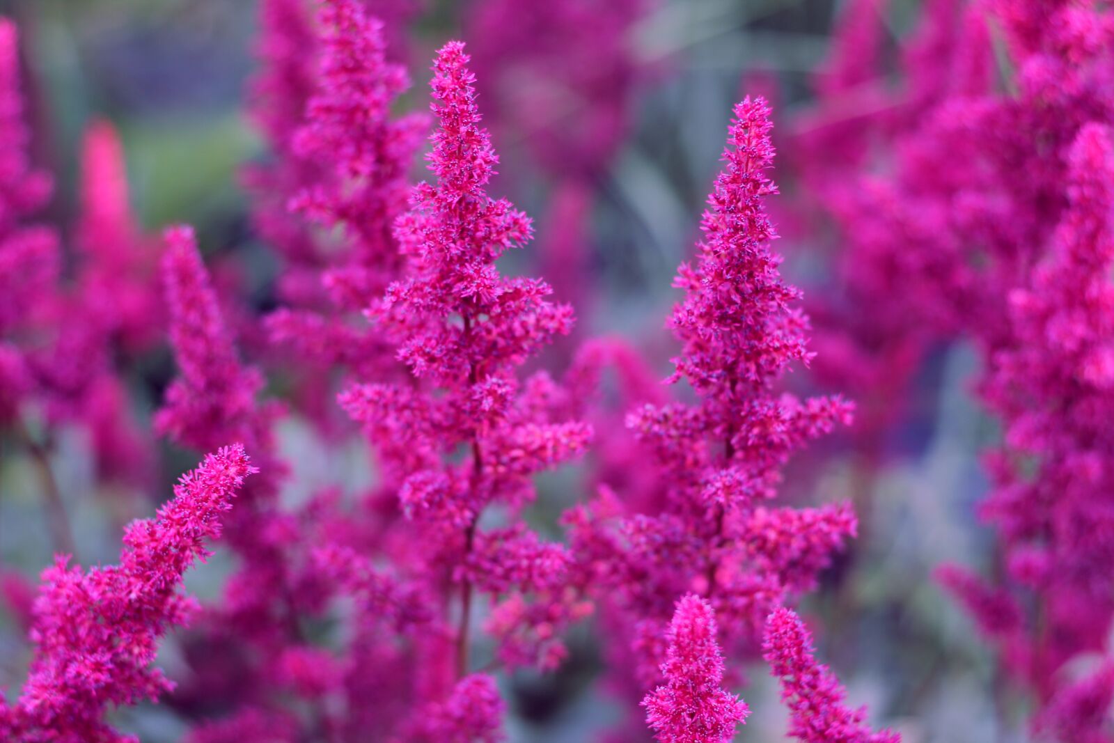 Canon EOS 600D (Rebel EOS T3i / EOS Kiss X5) + Canon EF 50mm F1.8 II sample photo. Plants, background, nature photography
