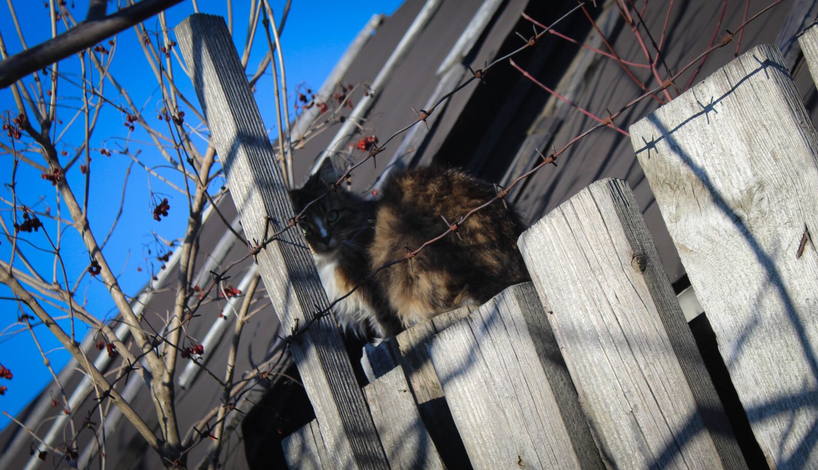 Canon EOS 1300D (EOS Rebel T6 / EOS Kiss X80) sample photo. Cat, quarantine, ukraine photography