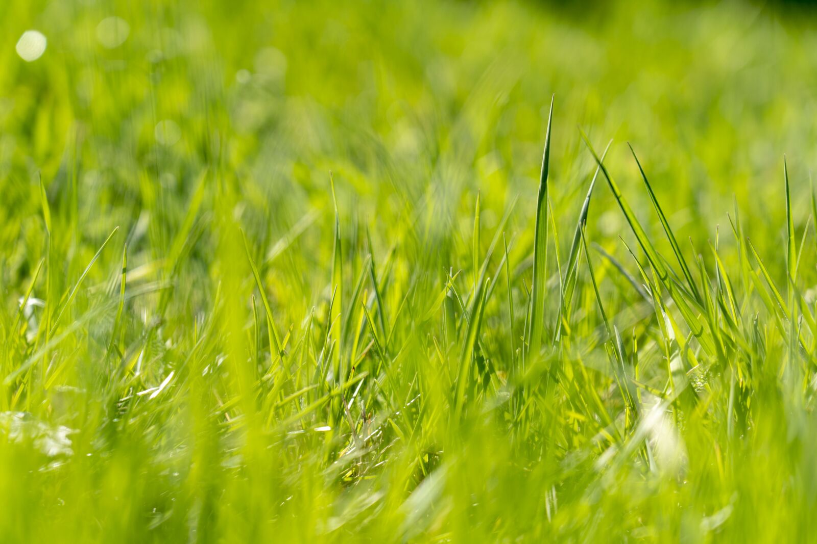Sony FE 24-105mm F4 G OSS sample photo. Grass, green, nature photography