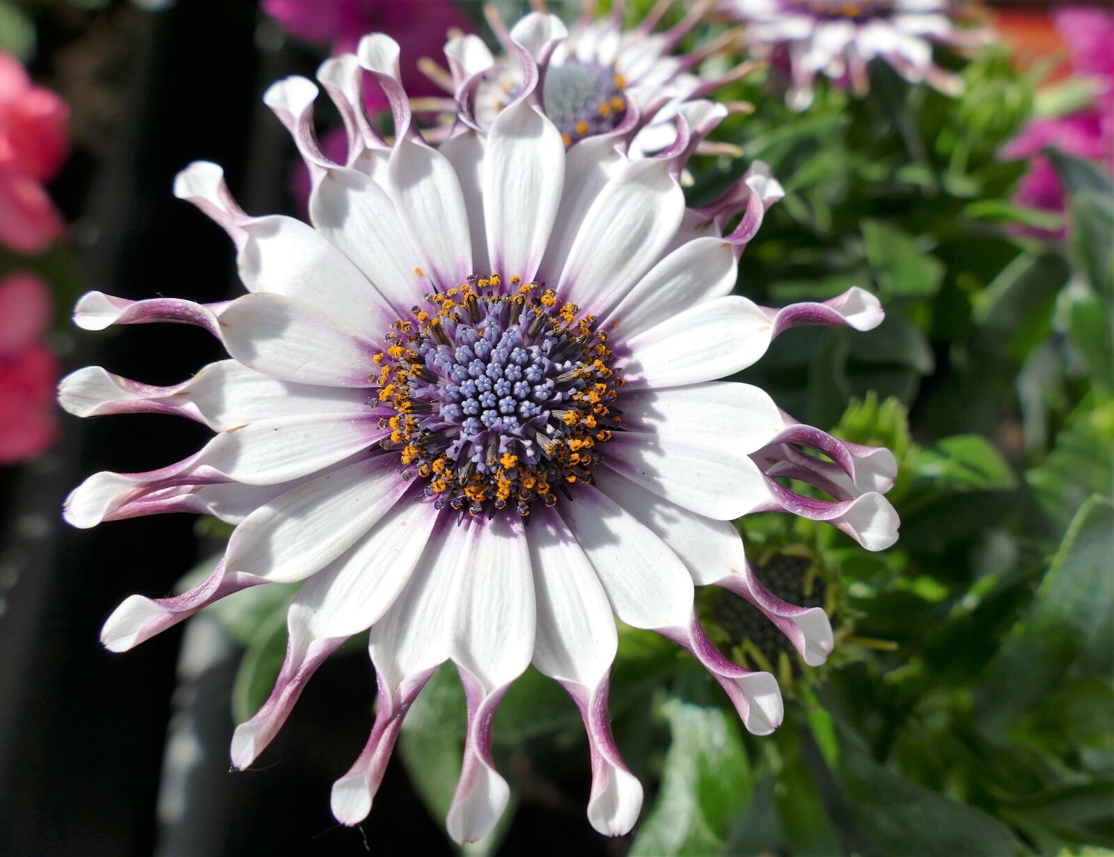 Panasonic Lumix DMC-FZ1000 sample photo. Plant, flower, blossom photography
