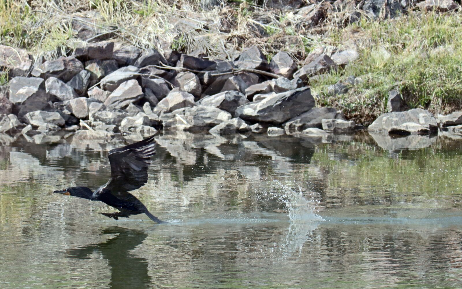 Canon EOS 90D sample photo. Double, crested, cormorant photography