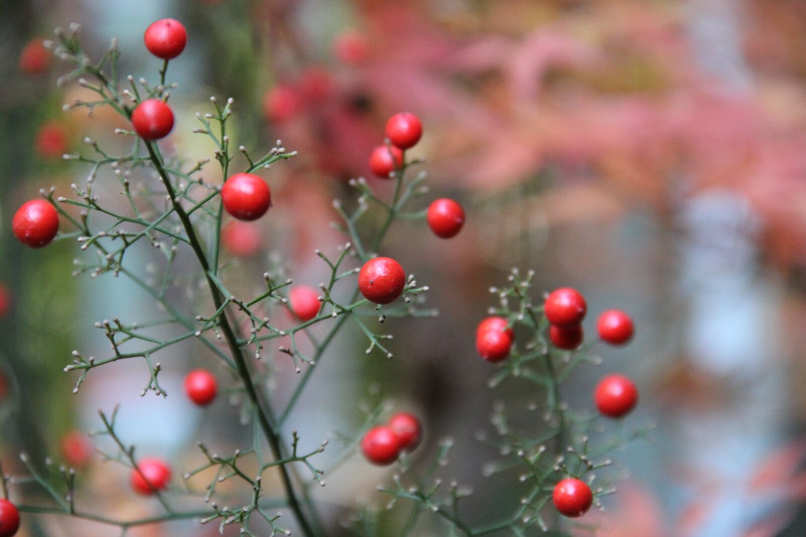 Canon EOS 60D sample photo. Nature, tree, leaf photography