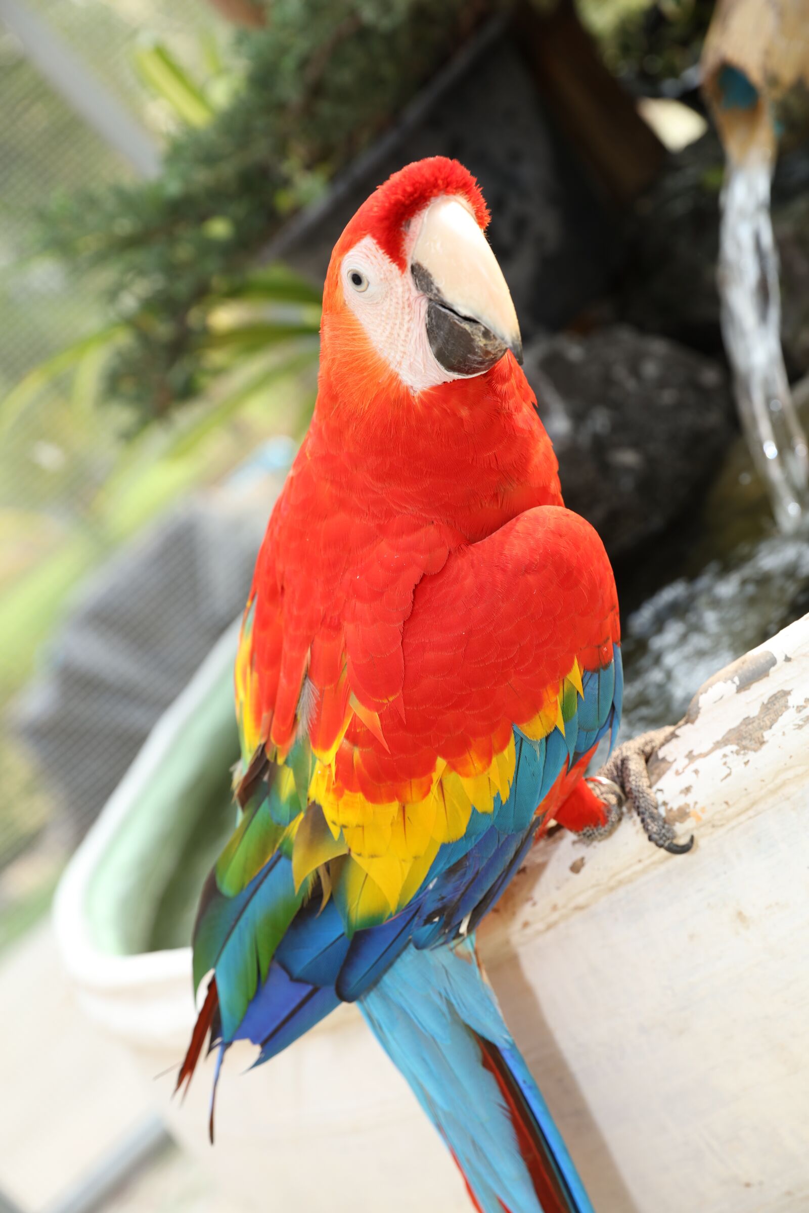 Canon EOS 5DS R sample photo. Beautiful macaw, macaw, cute photography