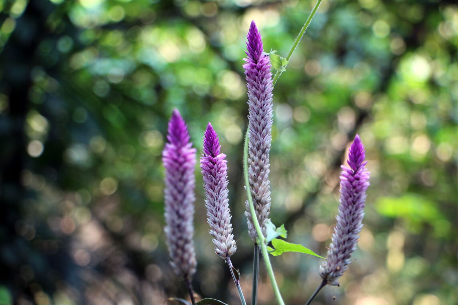 Canon EOS 700D (EOS Rebel T5i / EOS Kiss X7i) sample photo. Plant, flower, purple photography