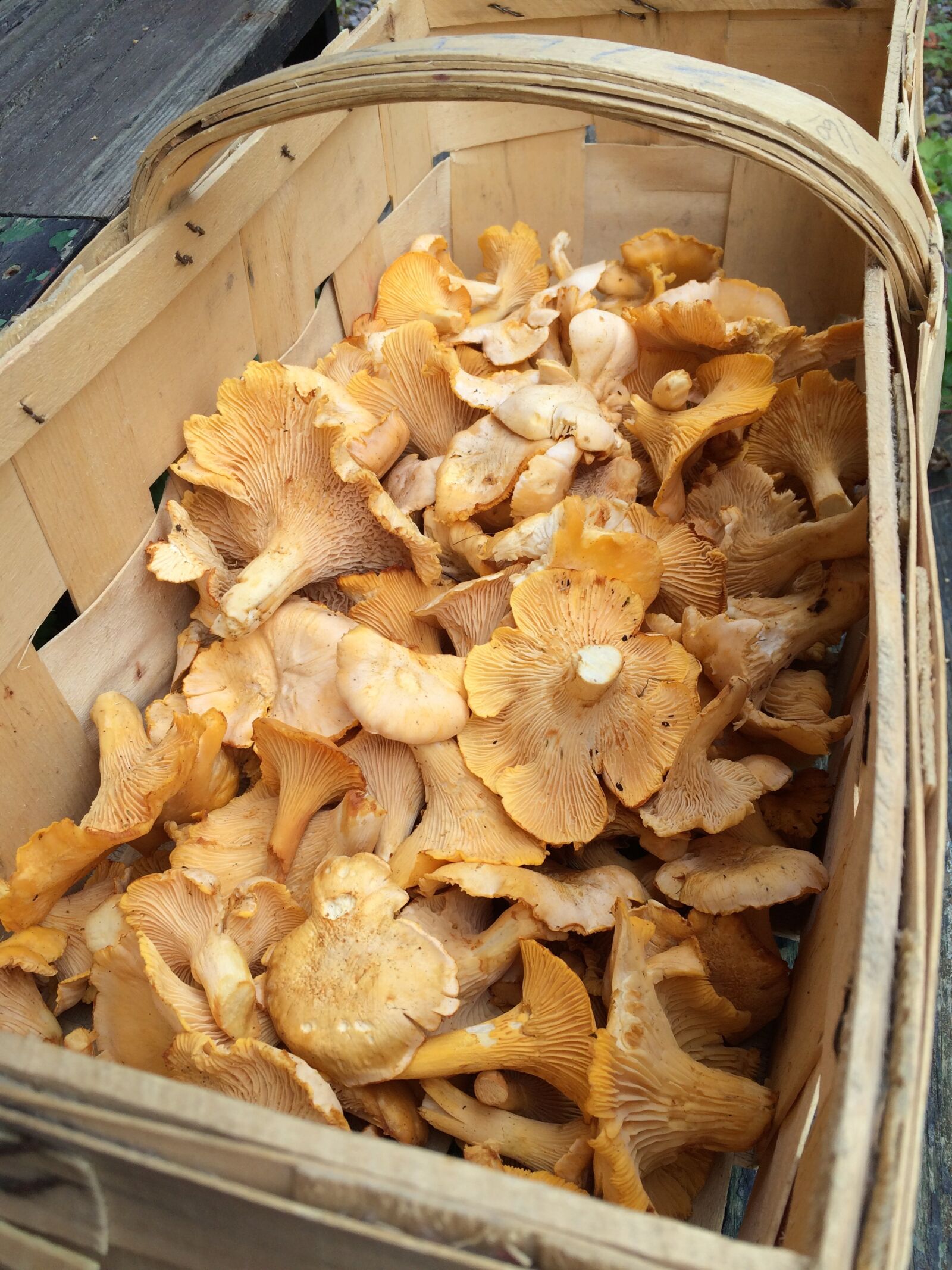iPhone 5s back camera 4.15mm f/2.2 sample photo. Mushroom, chanterelle, sponge basket photography
