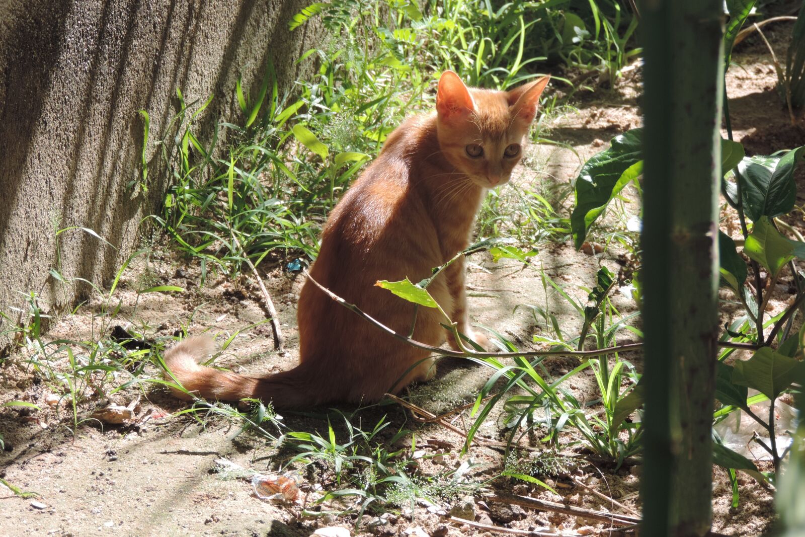 Nikon Coolpix P520 sample photo. Nature, wood, animalia photography