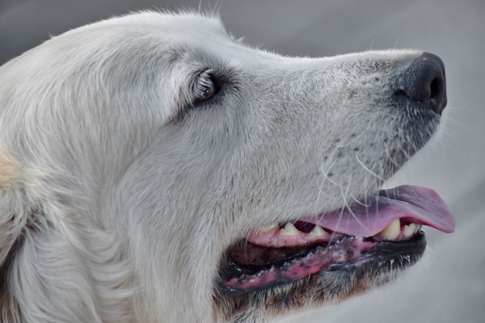 Nikon D5500 sample photo. Nose, portrait, side view photography