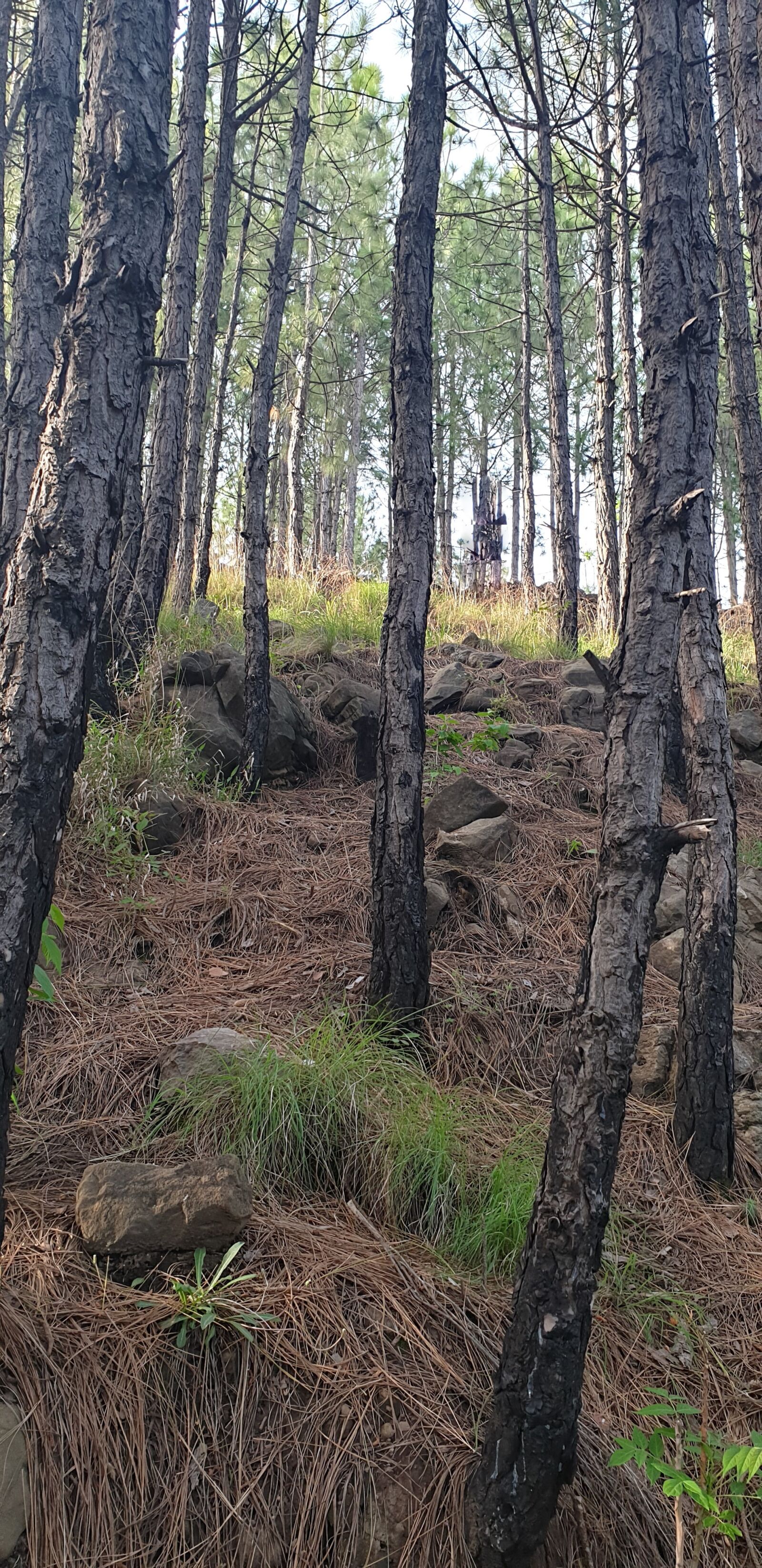 Samsung SM-G965F sample photo. Trees, forest, nature photography