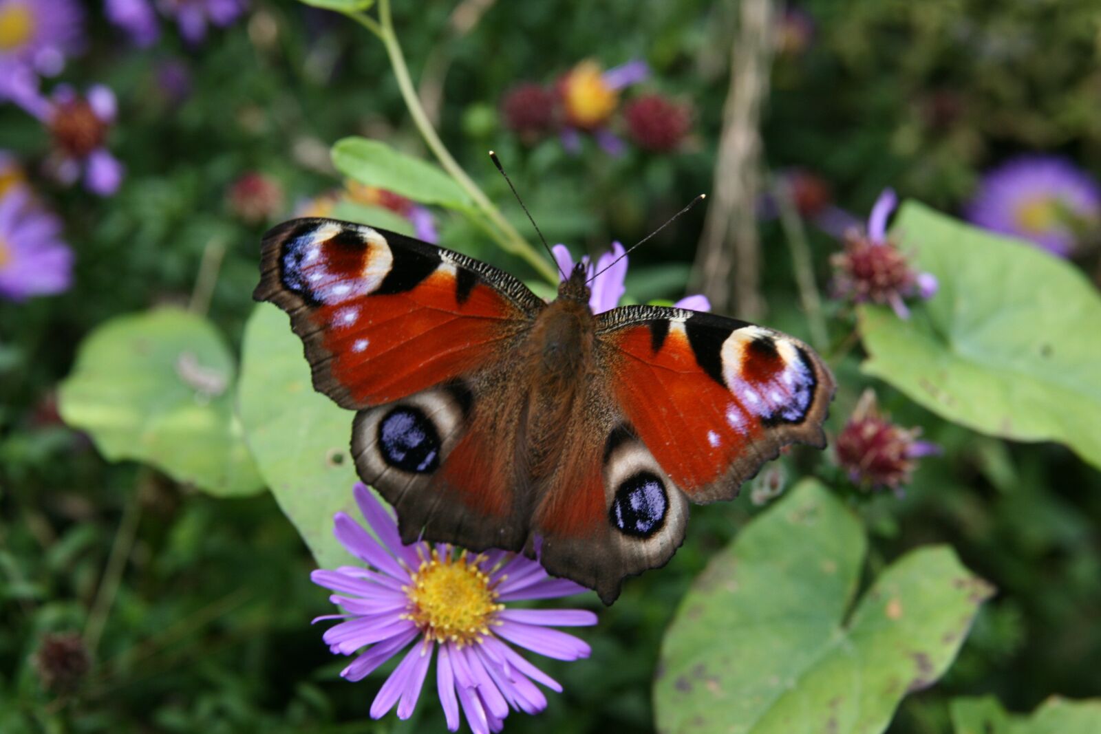 Canon EOS 400D (EOS Digital Rebel XTi / EOS Kiss Digital X) sample photo. Insect, butterfly, peacock butterfly photography
