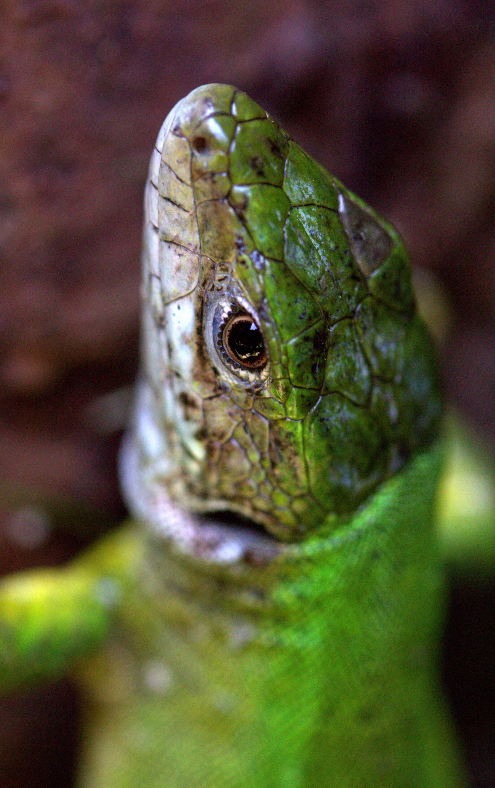Canon EF-S 60mm F2.8 Macro USM sample photo. The lizard, green, reptile photography