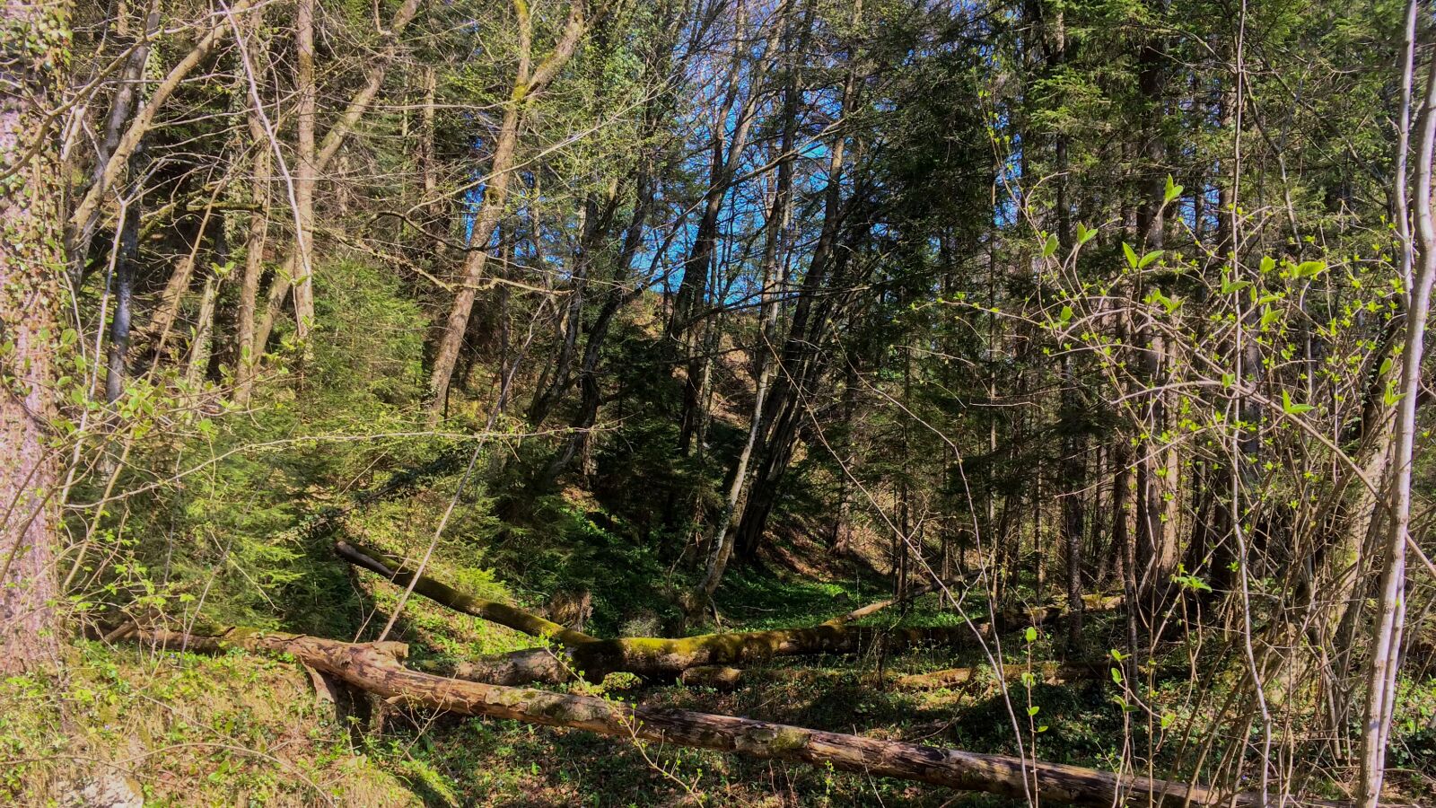 iPhone 5s back camera 4.15mm f/2.2 sample photo. Forest, spring, mood photography