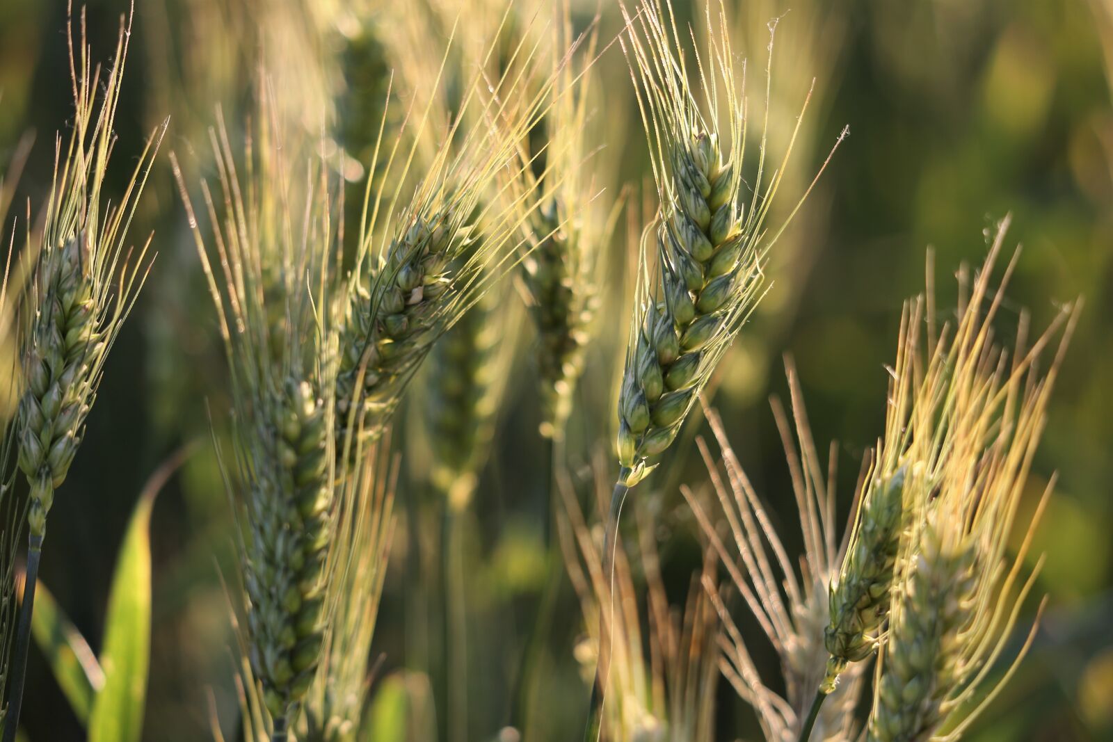 Canon EF 70-300 F4-5.6 IS II USM sample photo. Agriculture, wheat, plant photography