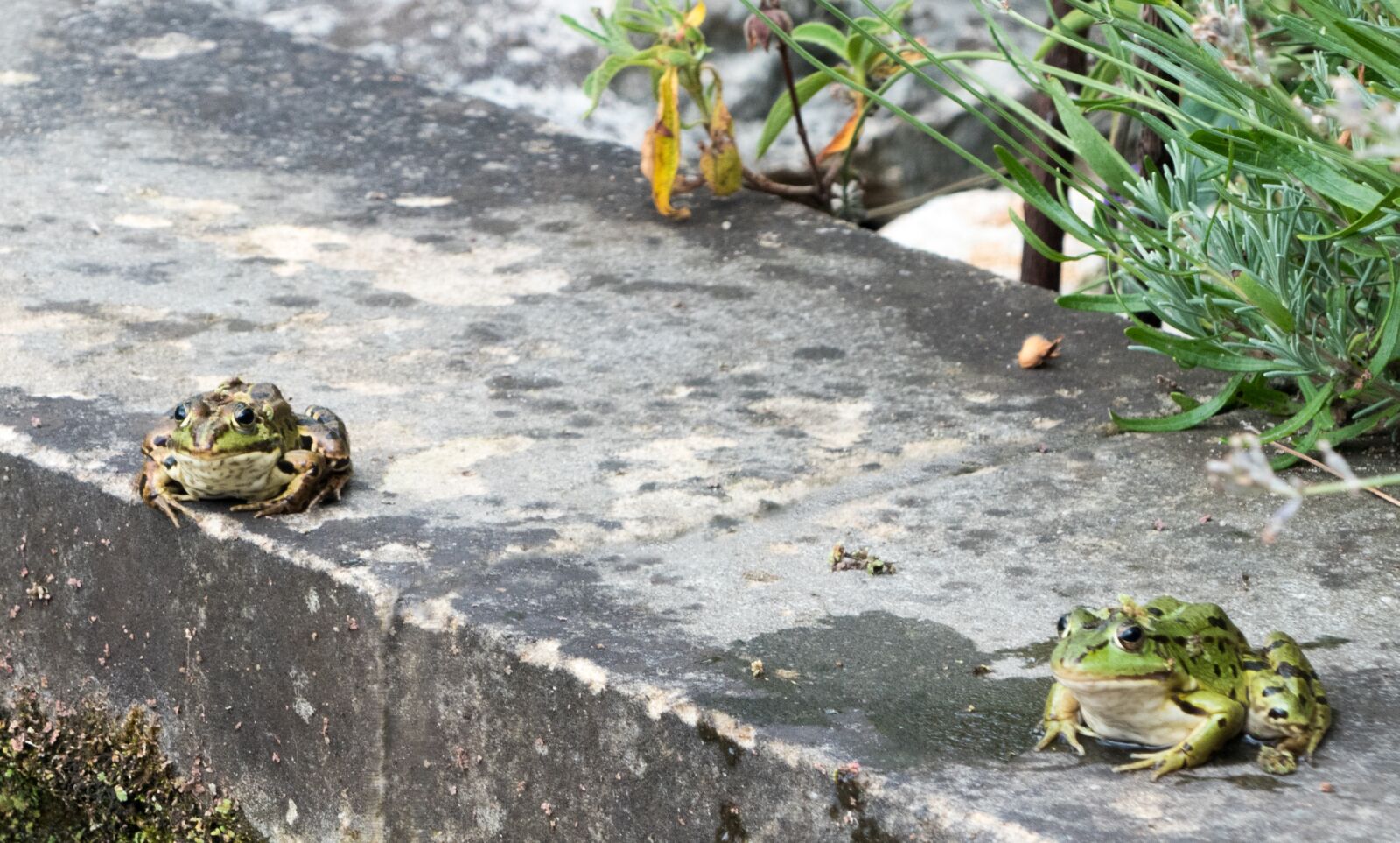 Panasonic Lumix DMC-FZ300 sample photo. Frog, toads, water photography
