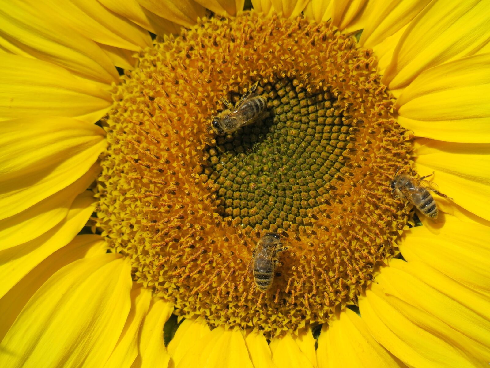 Canon PowerShot G3 X sample photo. Sunflower in october, close photography