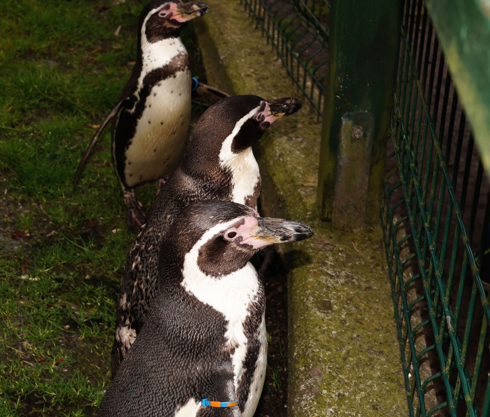 Sony SLT-A58 + Sony DT 35mm F1.8 SAM sample photo. Humboldt penguin, spheniscus humboldti photography