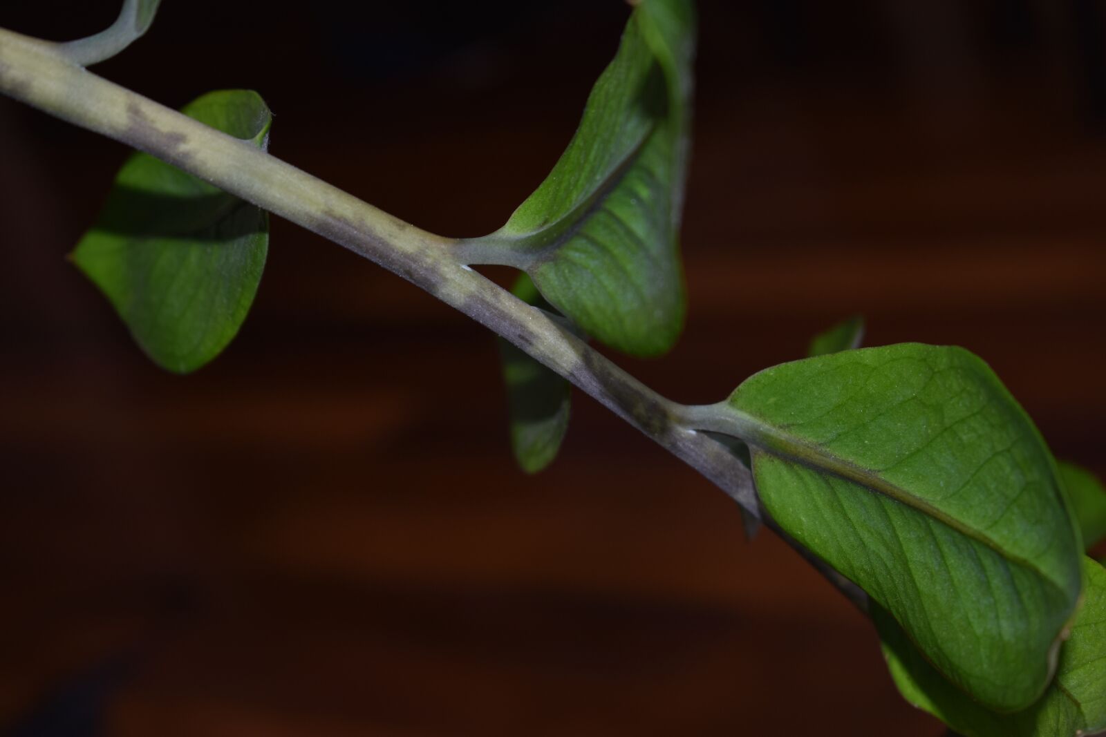 Nikon D3400 sample photo. Twig, leaf, plant photography