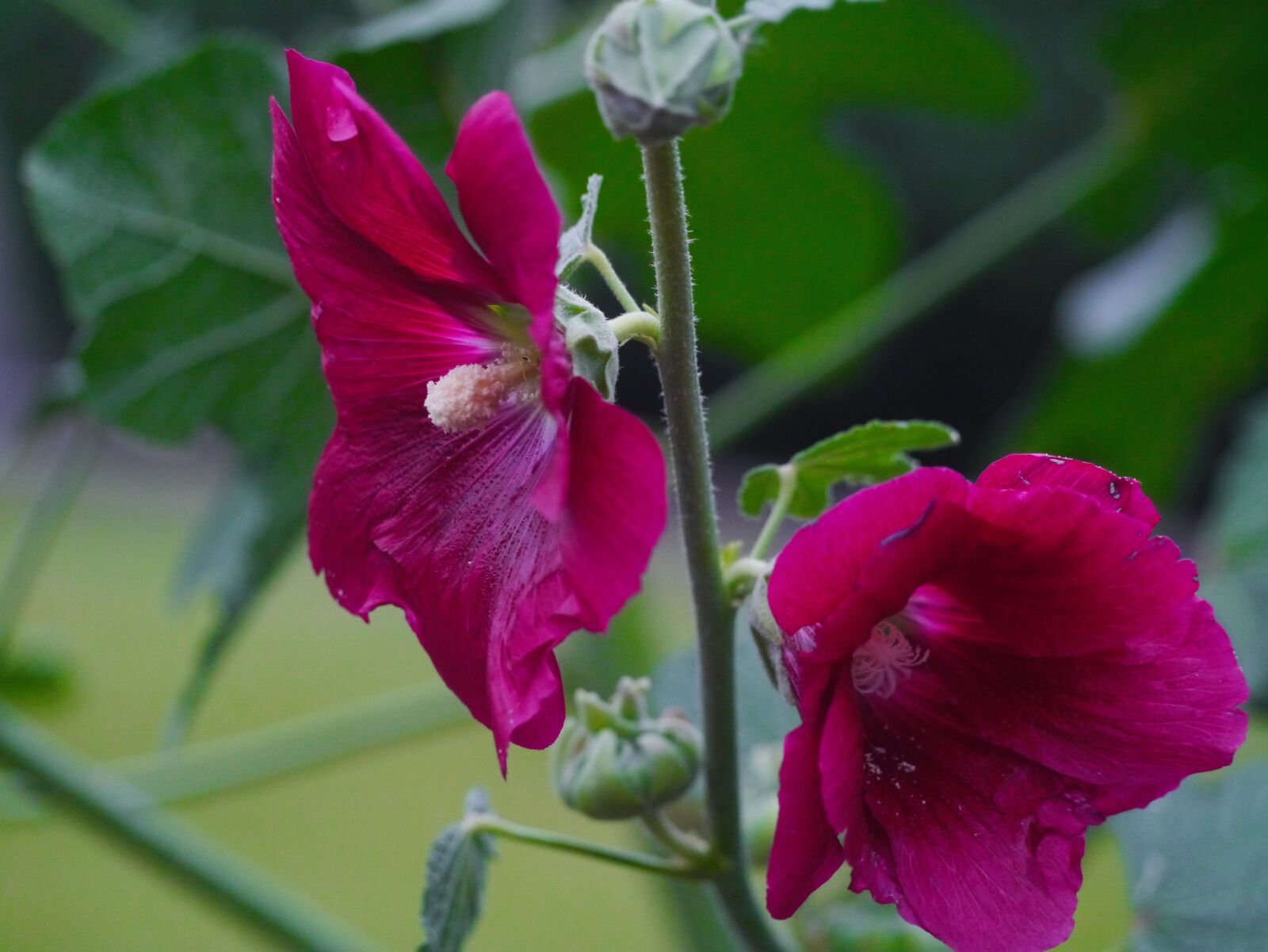 Panasonic Lumix DMC-GX1 sample photo. Althaea rosea, hana aoi photography