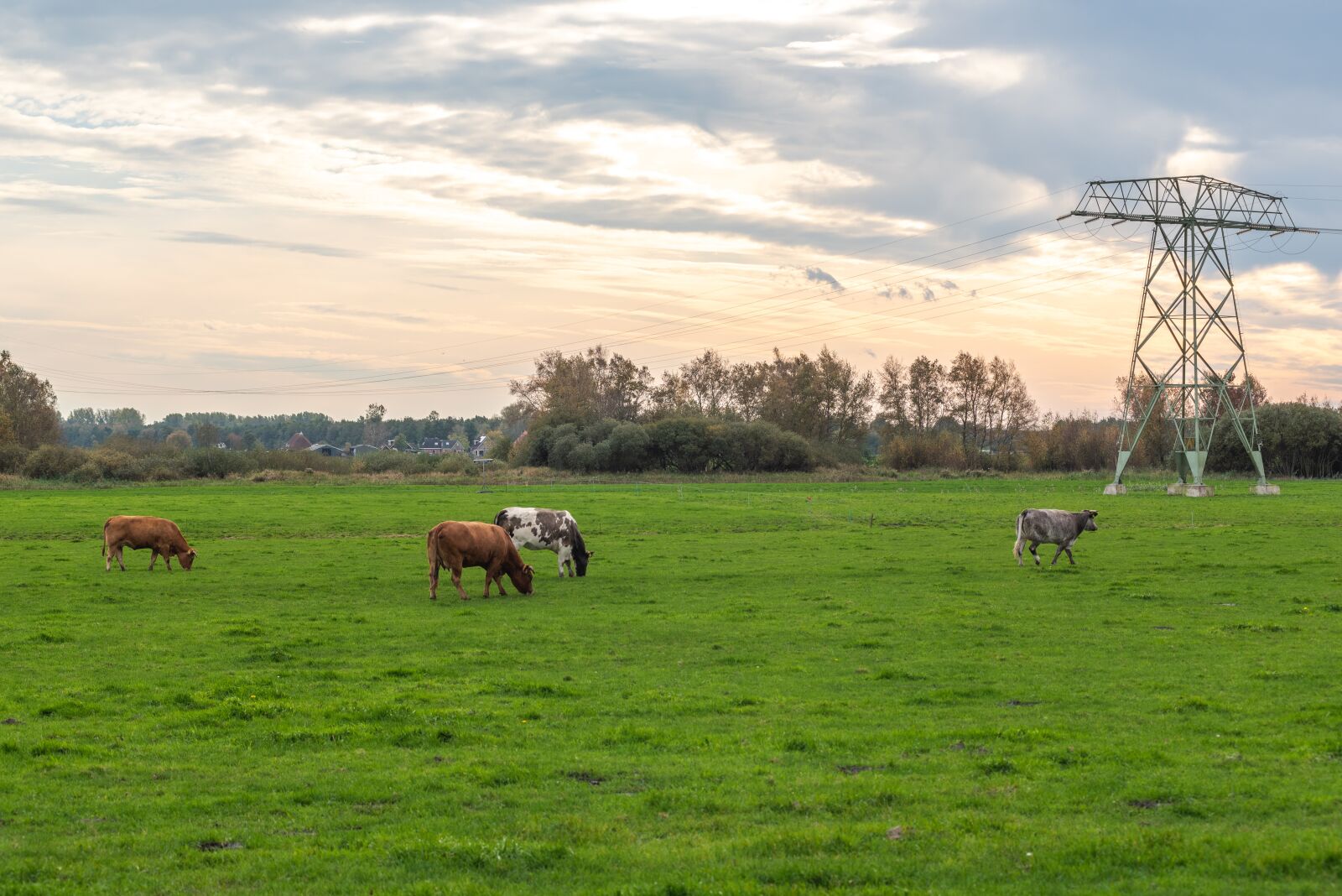 Nikon D750 sample photo. Cows, grass, livestock photography