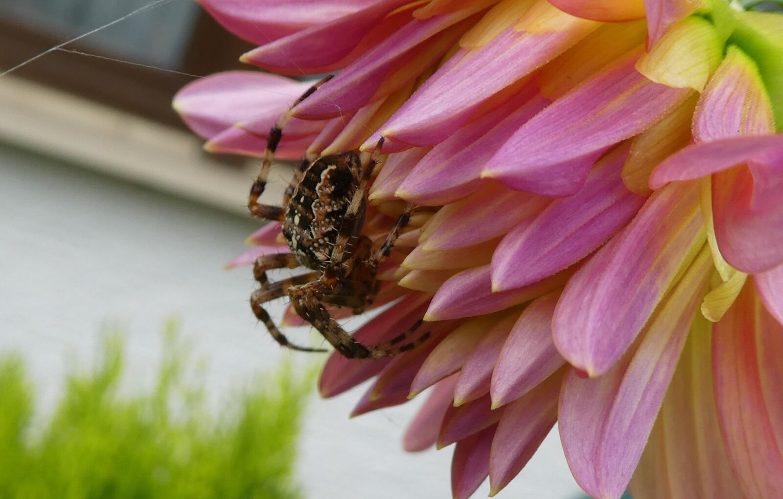 Panasonic DMC-TZ81 sample photo. Dahlia, spider, insect photography