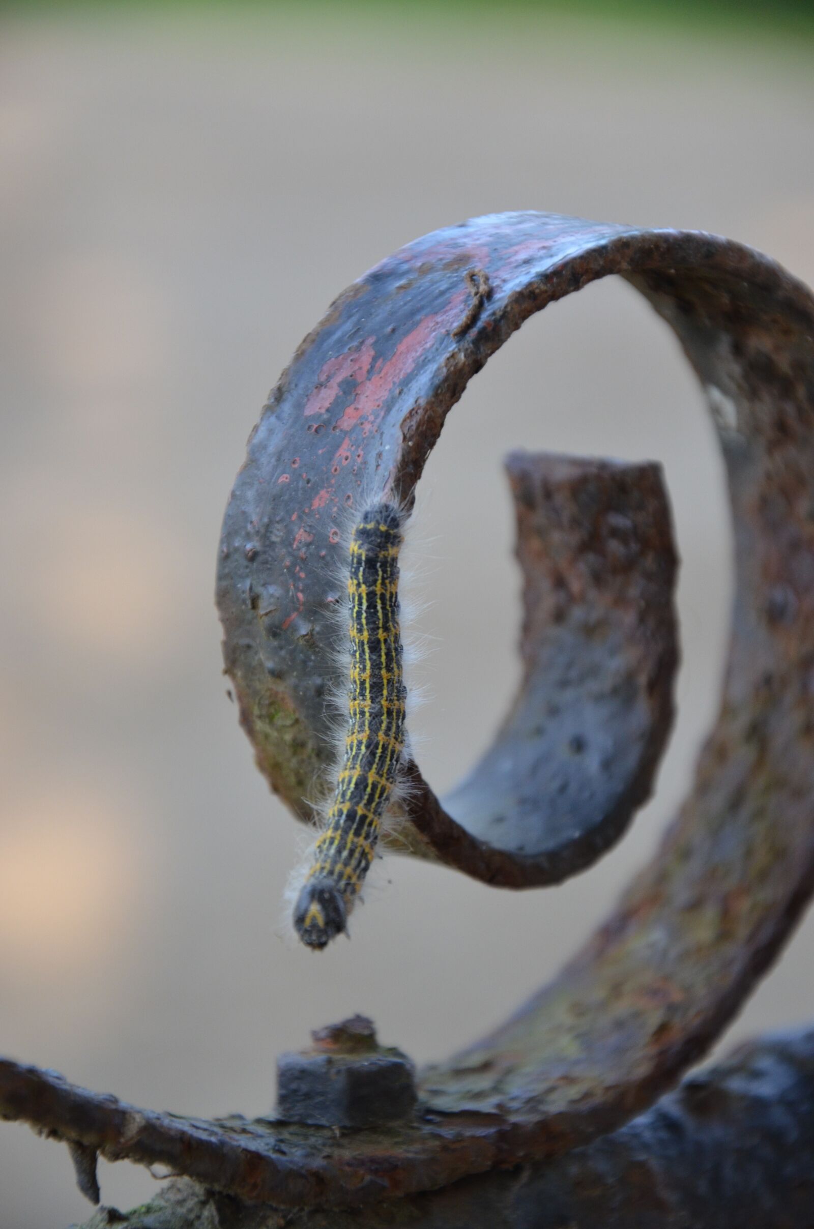Nikon D7000 sample photo. Grind, larva, fauna photography
