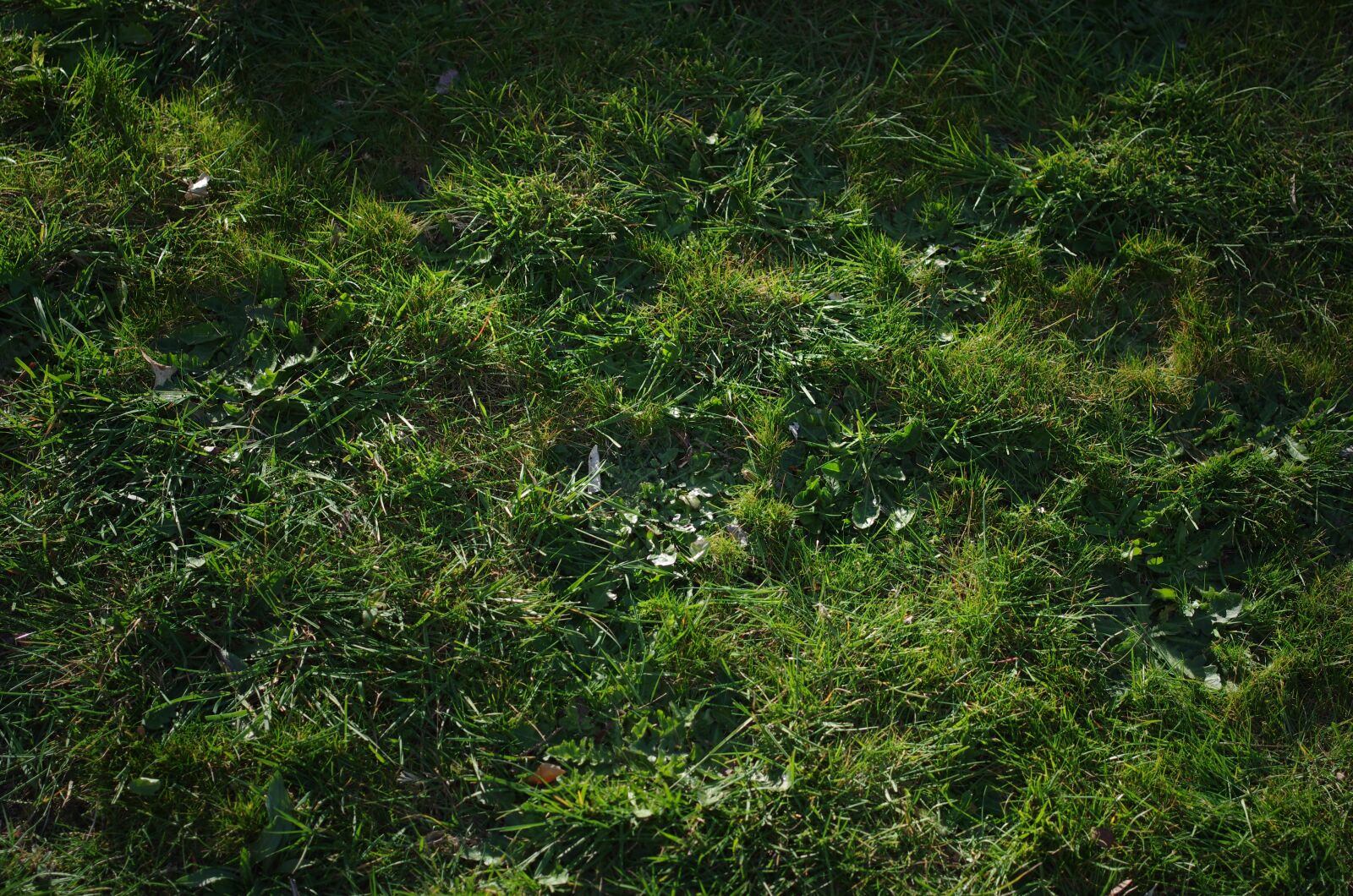 Pentax K-5 IIs sample photo. Grass, yard, green photography