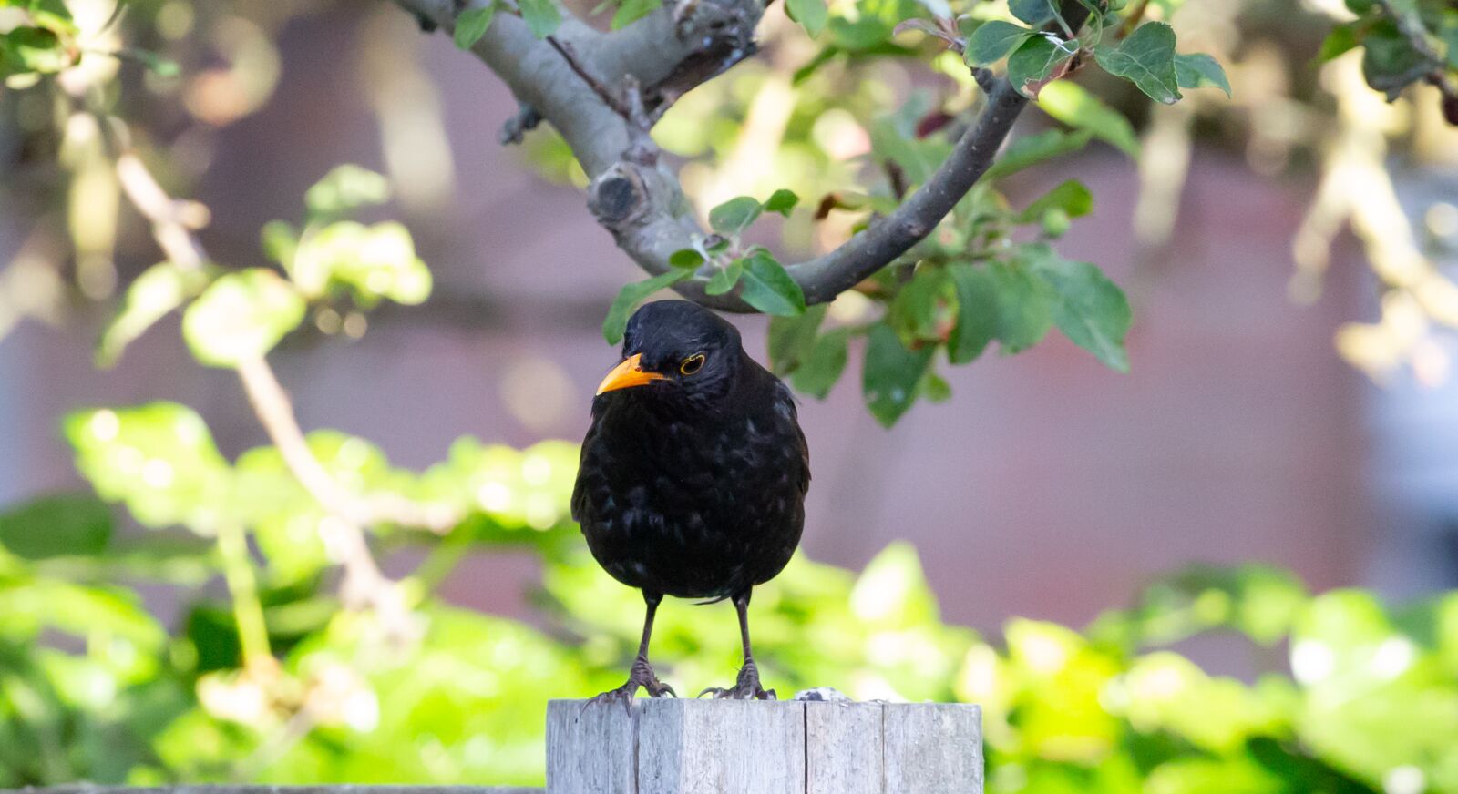 Canon EOS 5D Mark III sample photo. Male uk blackbird, male photography