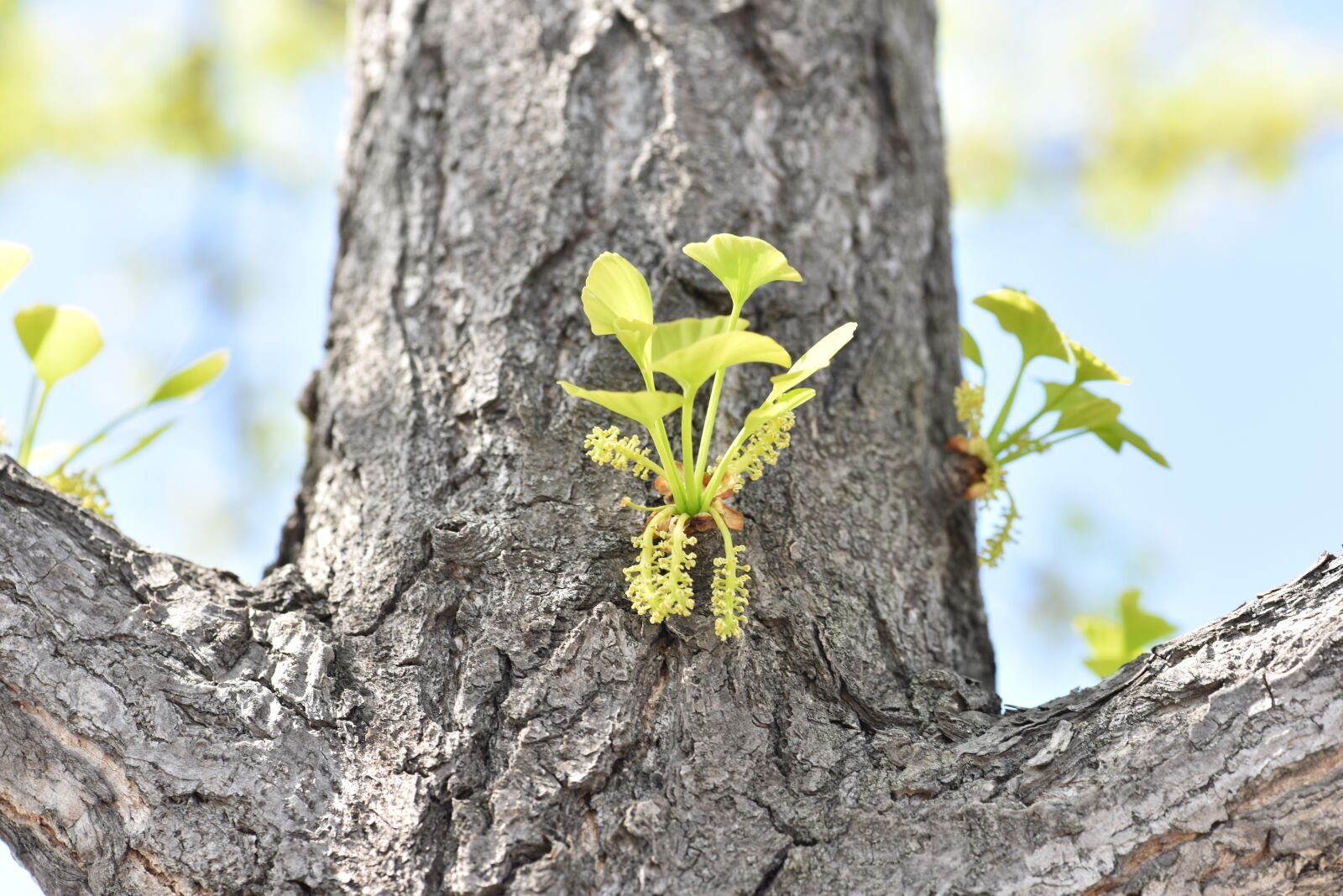 Nikon D810 sample photo. Ginkgo flower, ginkgo water photography