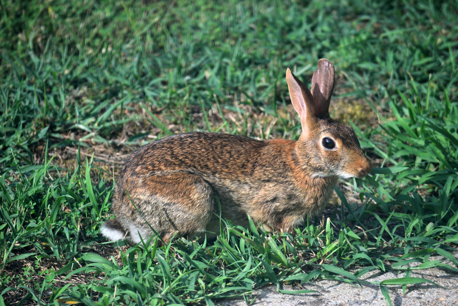 Nikon D3300 sample photo. Wild rabbit, wildlife, cute photography