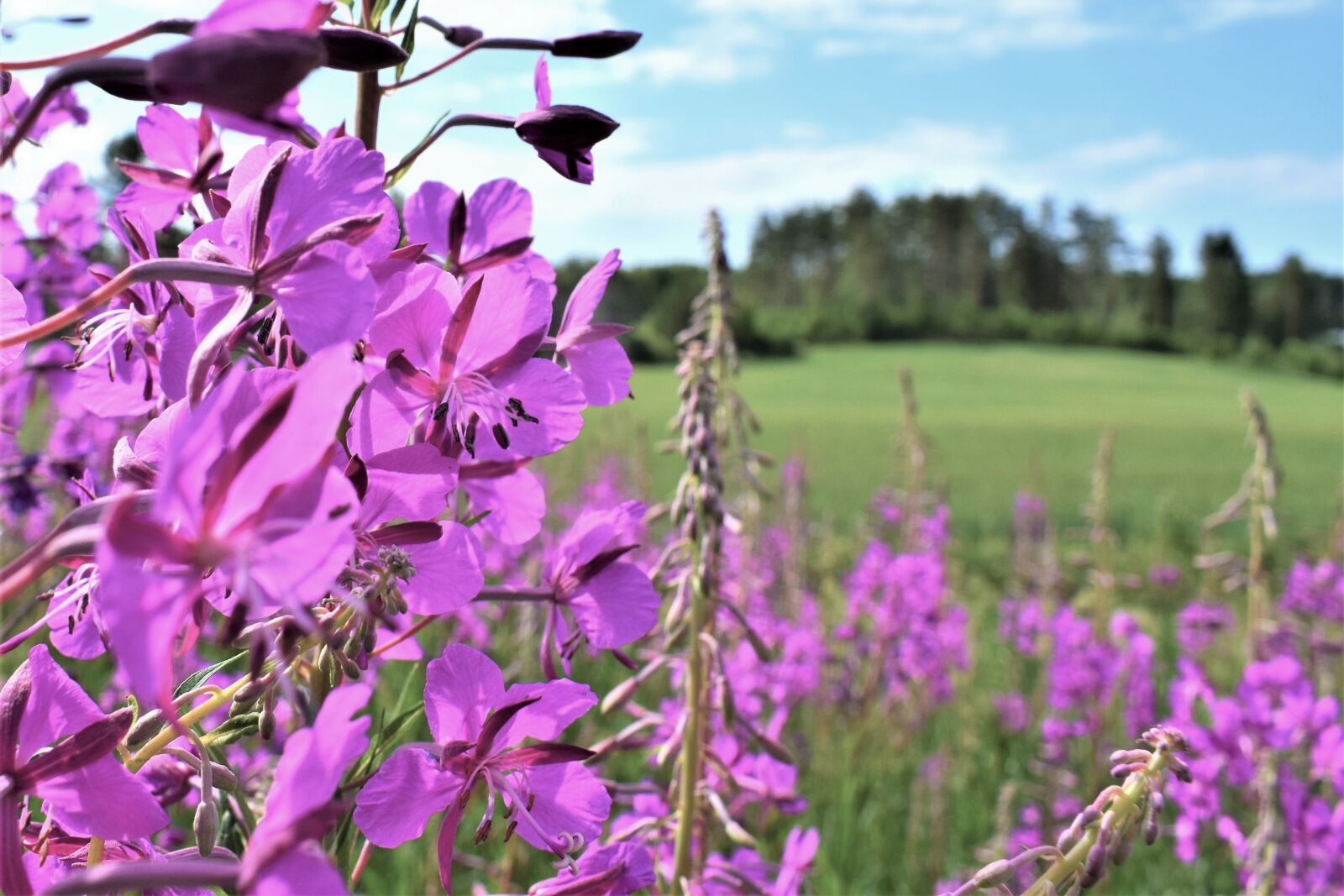 Nikon D3300 sample photo. Countryside, primrose, summer photography