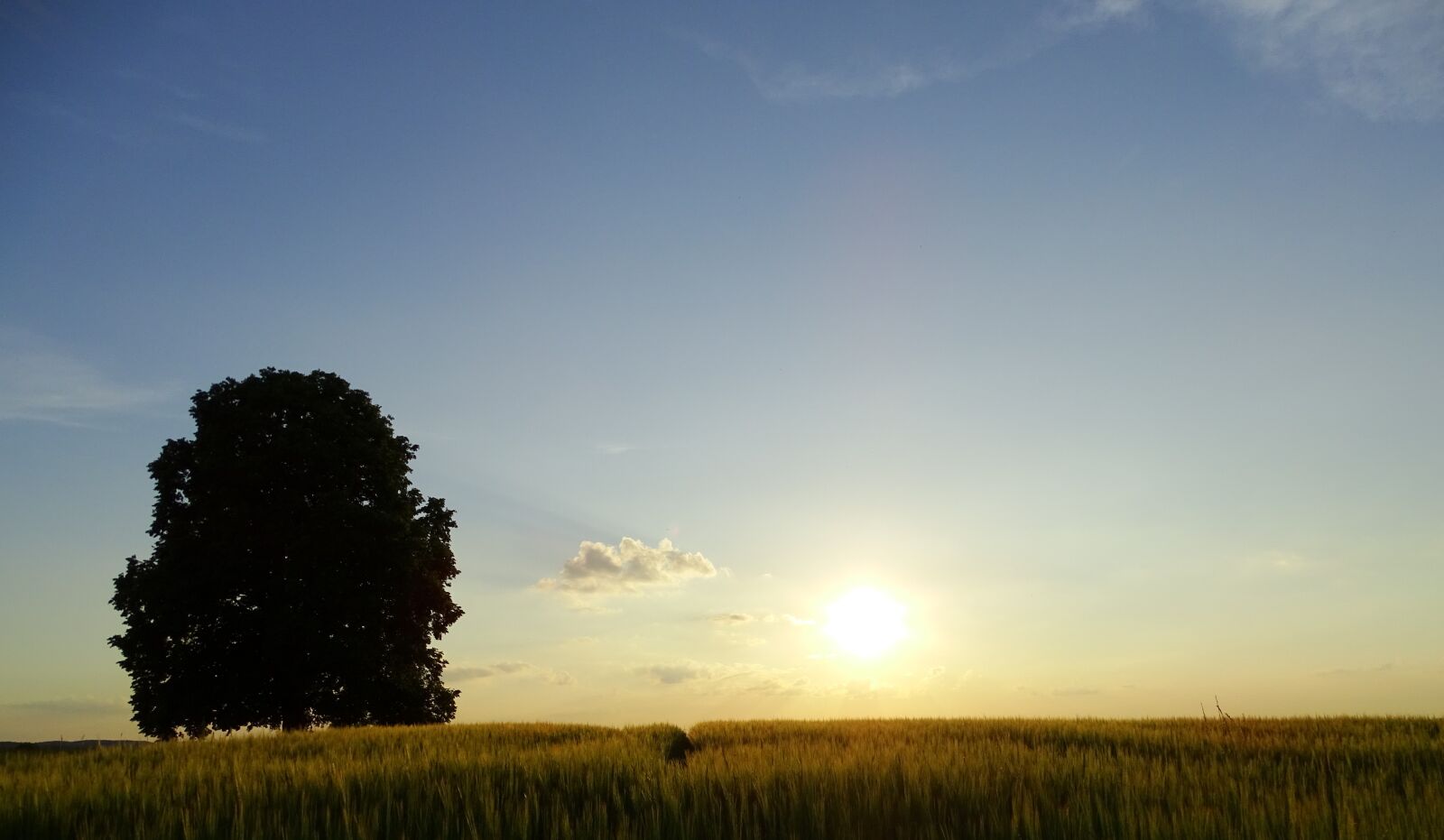 Sony Cyber-shot DSC-HX400V sample photo. Tree, oberschönenfeld, abendstimmung photography