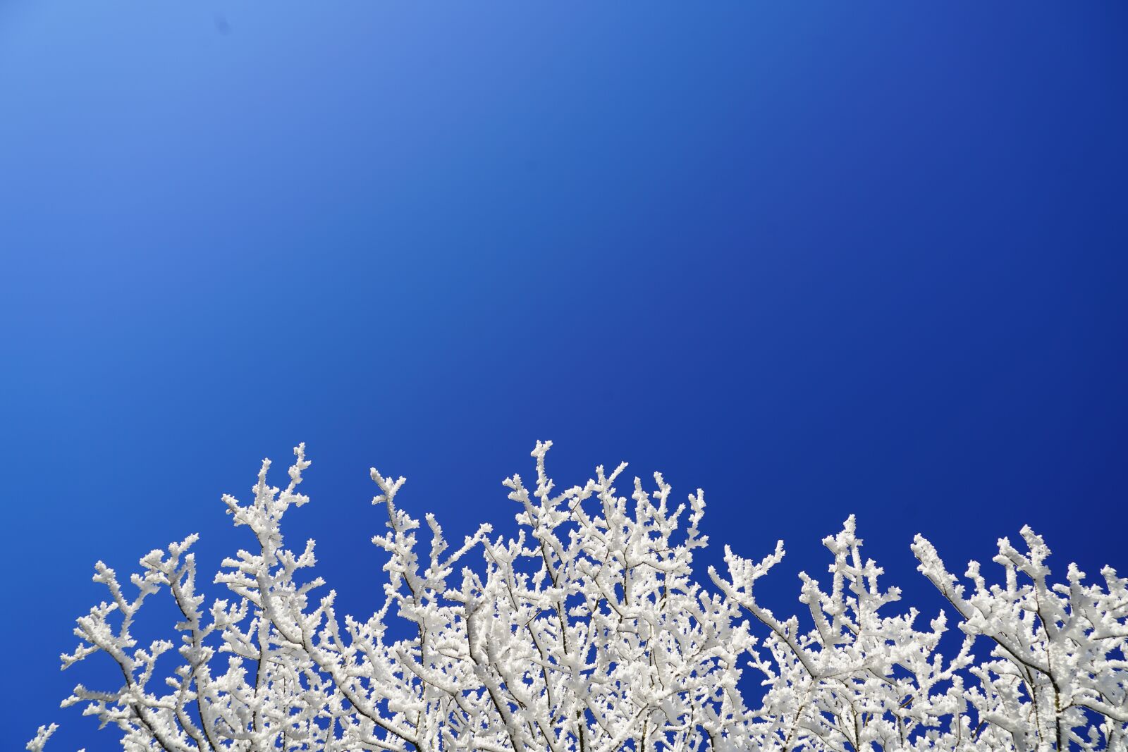 Sony a7R II + Sony FE 24-240mm F3.5-6.3 OSS sample photo. Hoarfrost, aesthetic, branches photography