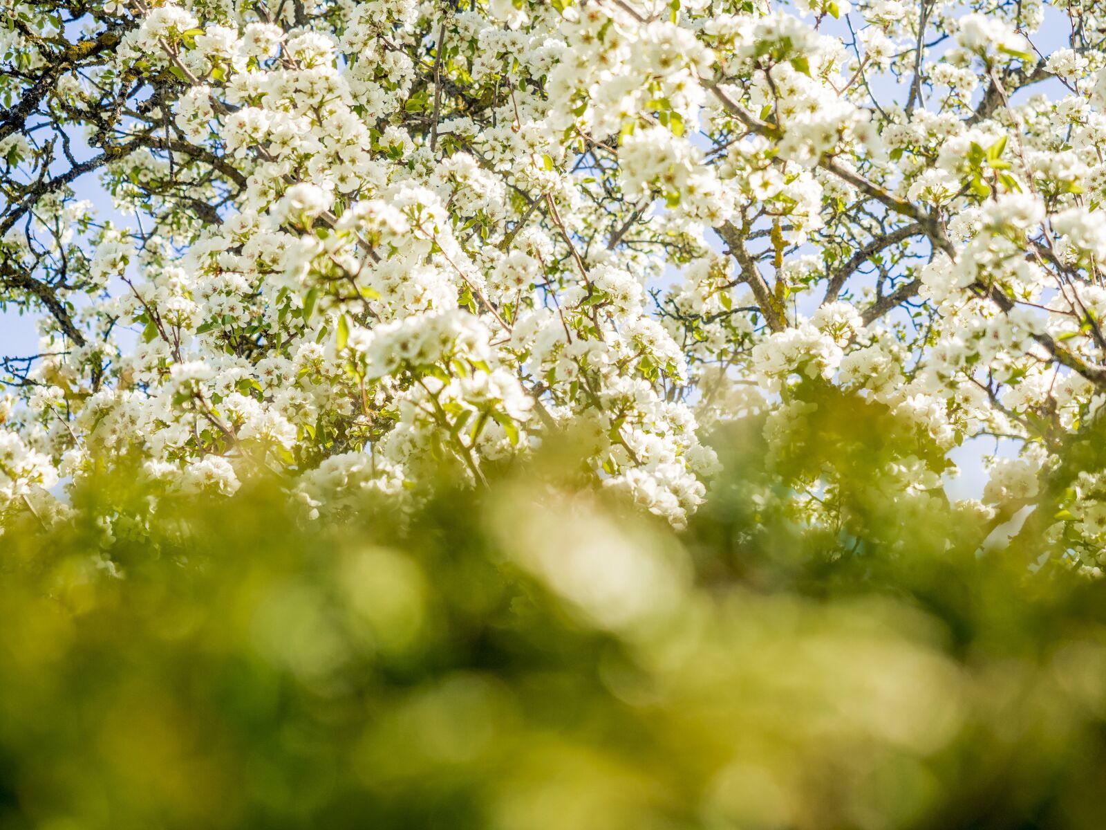 Olympus OM-D E-M5 II + Olympus M.Zuiko Digital ED 12-40mm F2.8 Pro sample photo. Spring, fruit tree, nature photography